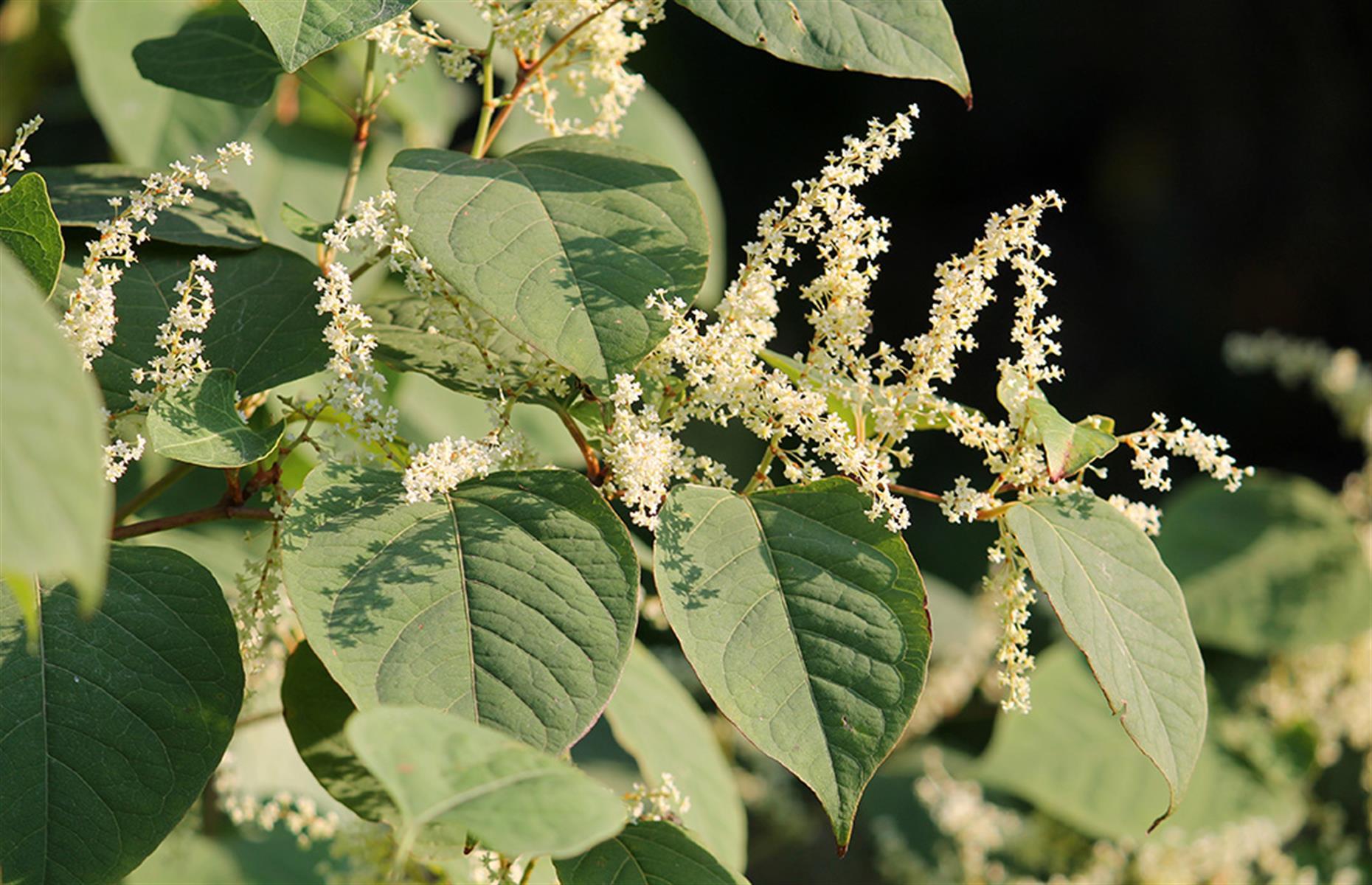 What problems can Japanese knotweed cause?