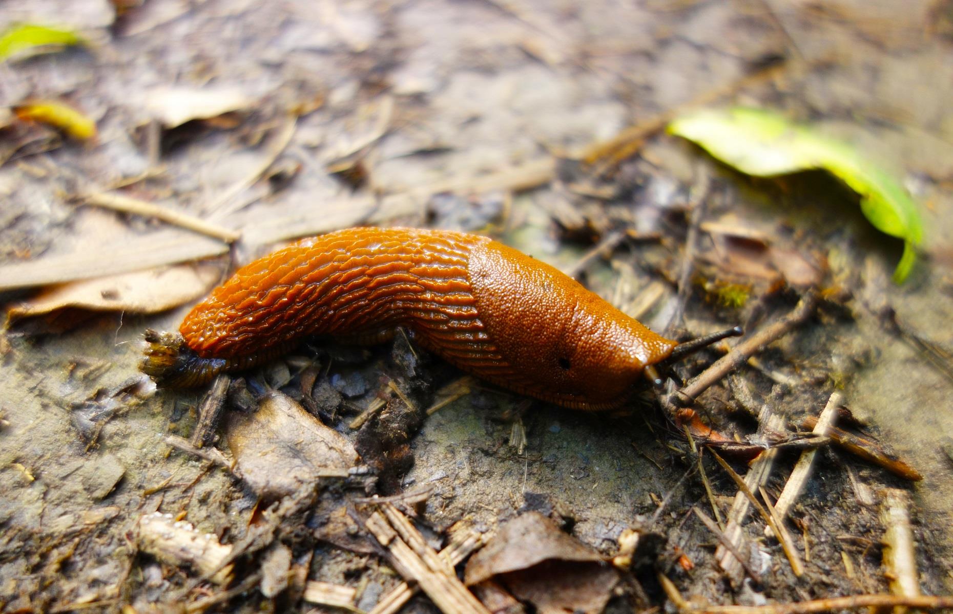 Household pest: slugs