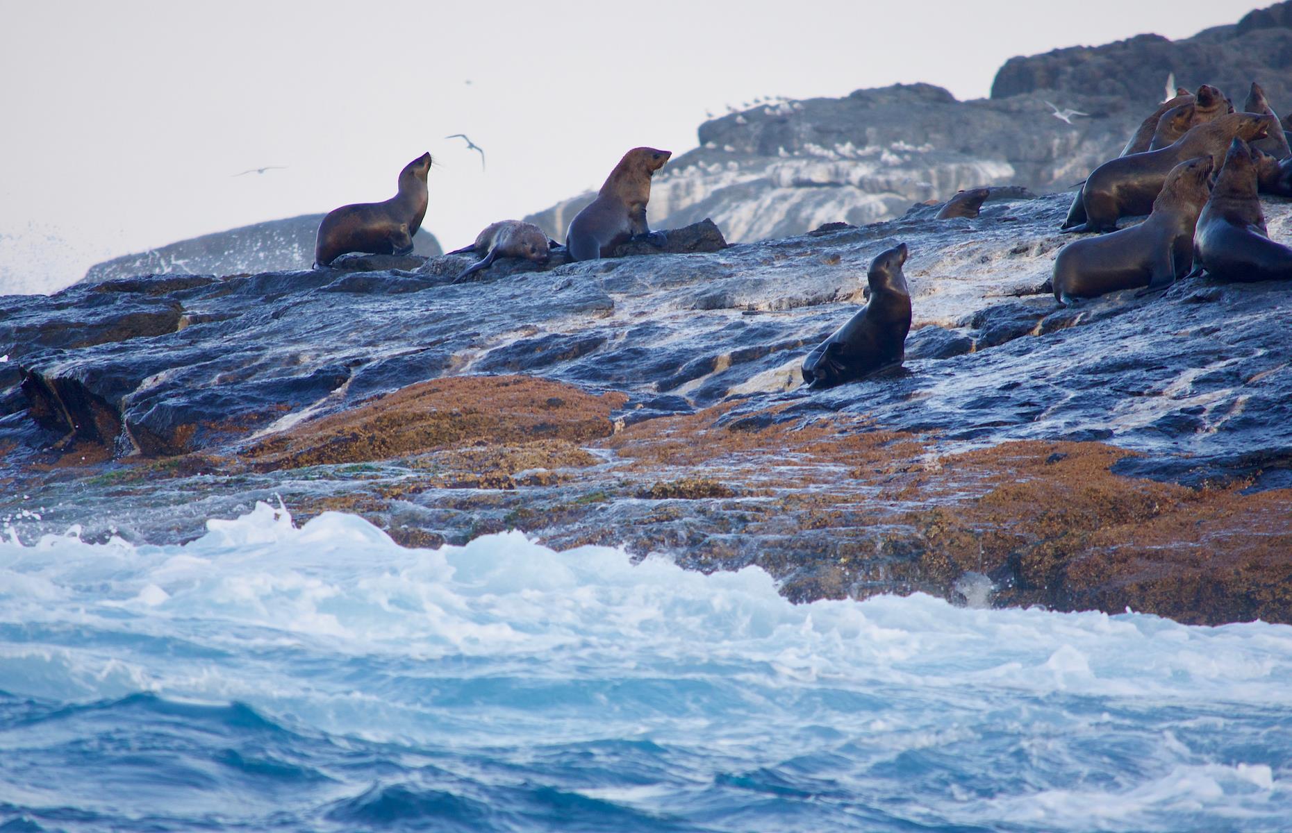 Montague Island, New South Wales