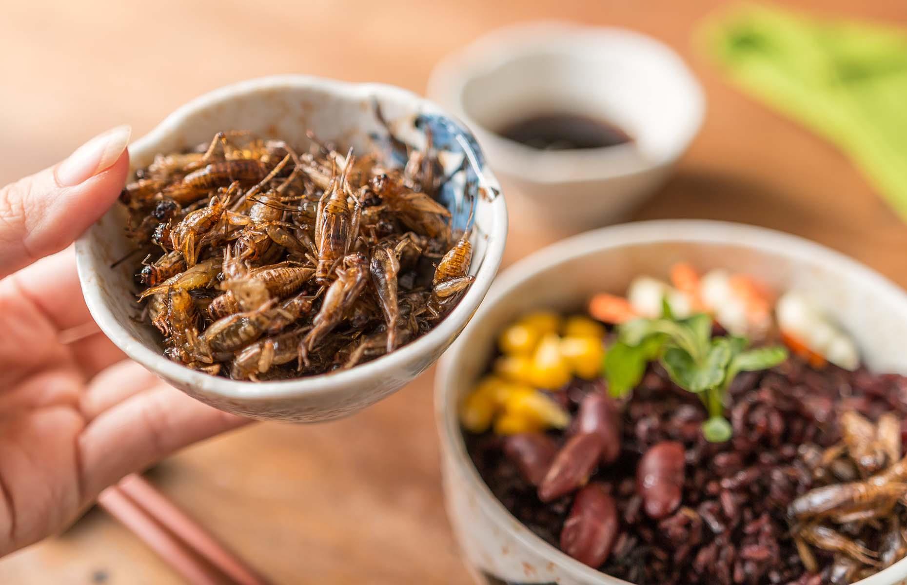 Edible insects