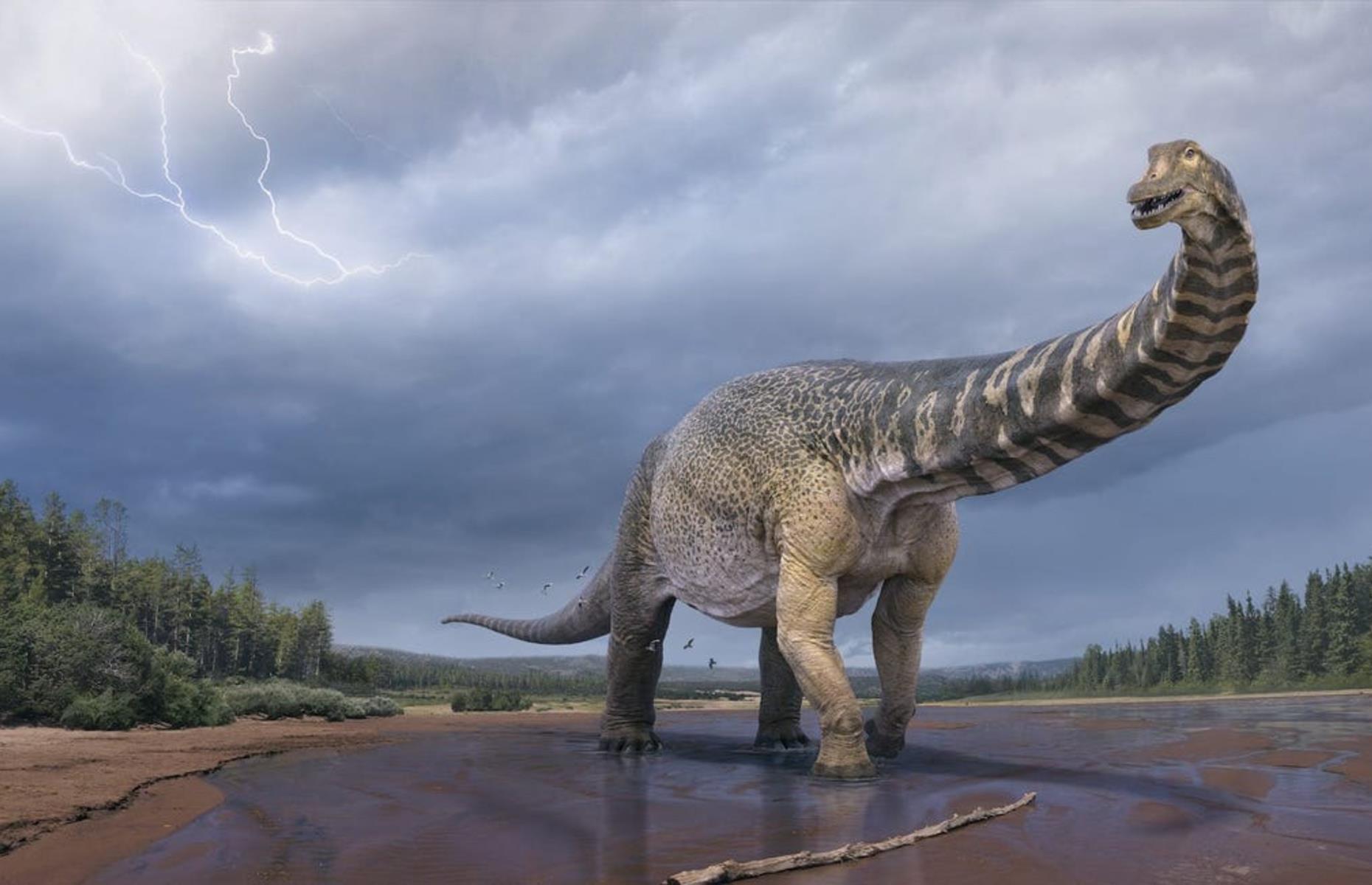 Largest dinosaur in Australia, Aus