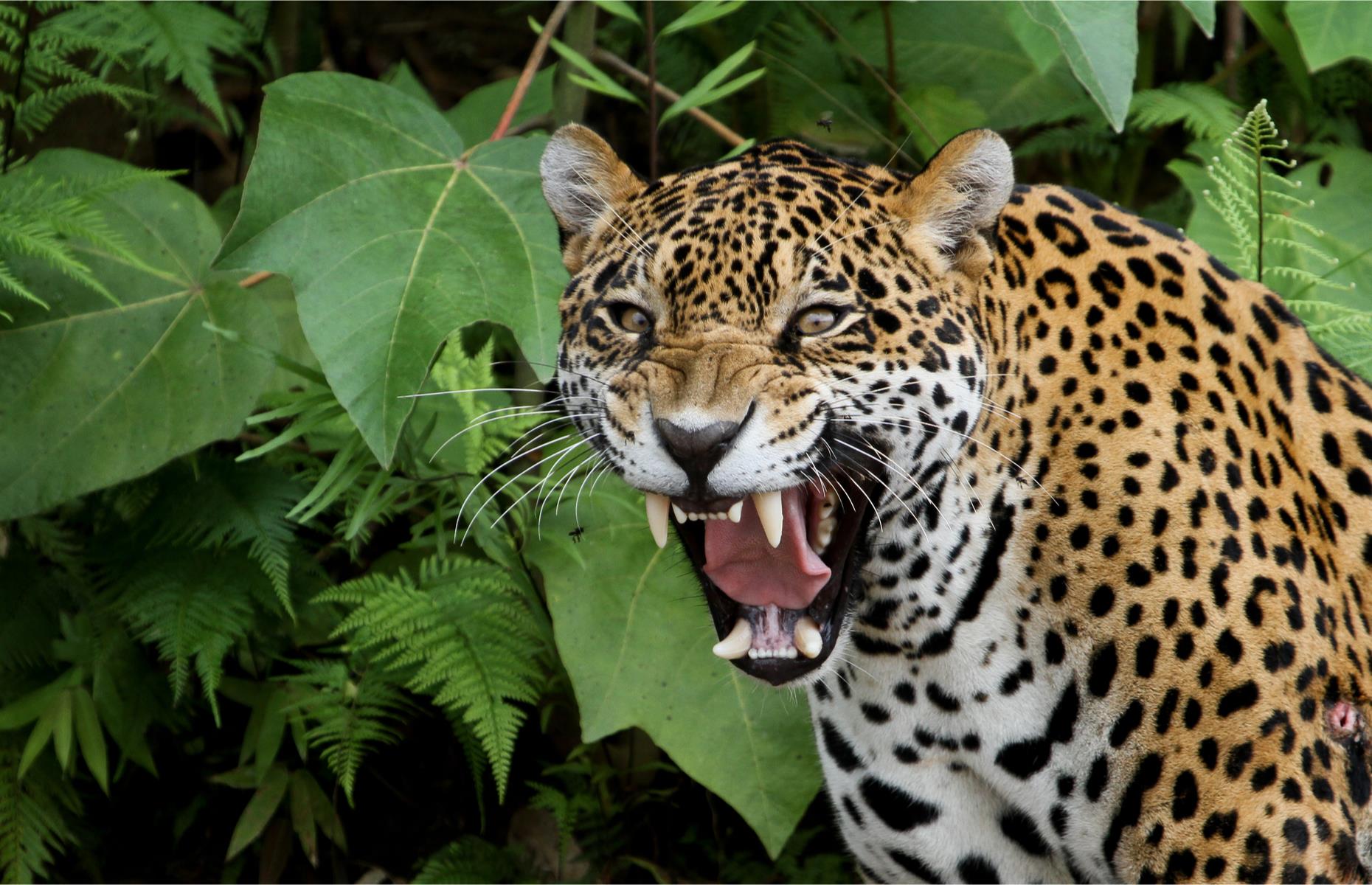 Run with jaguars in Brazil
