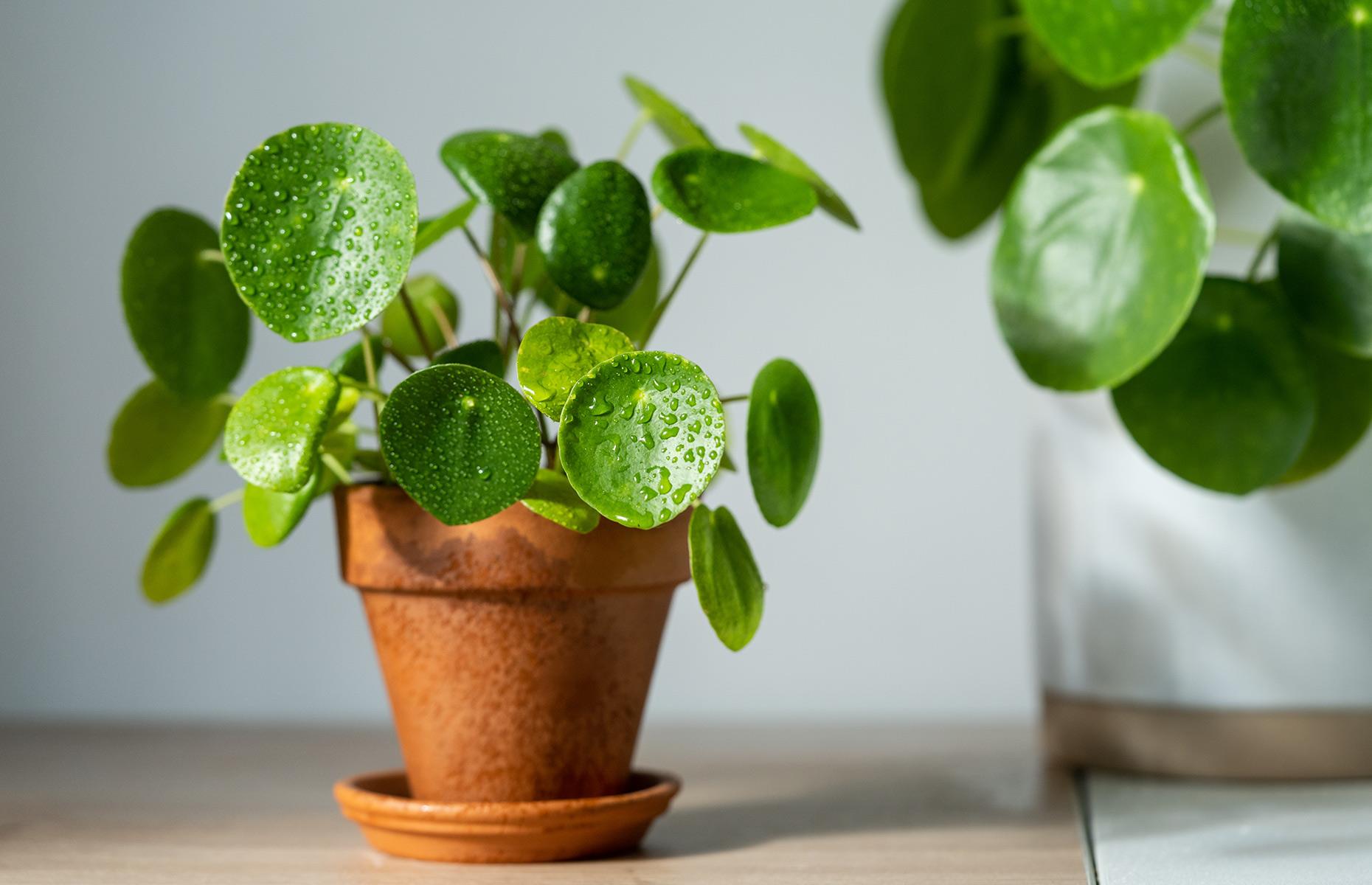 Planta china del dinero (Pilea Peperomioides)