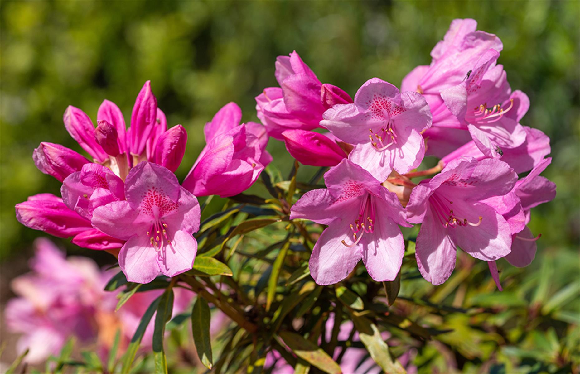 How to identify rhododendron