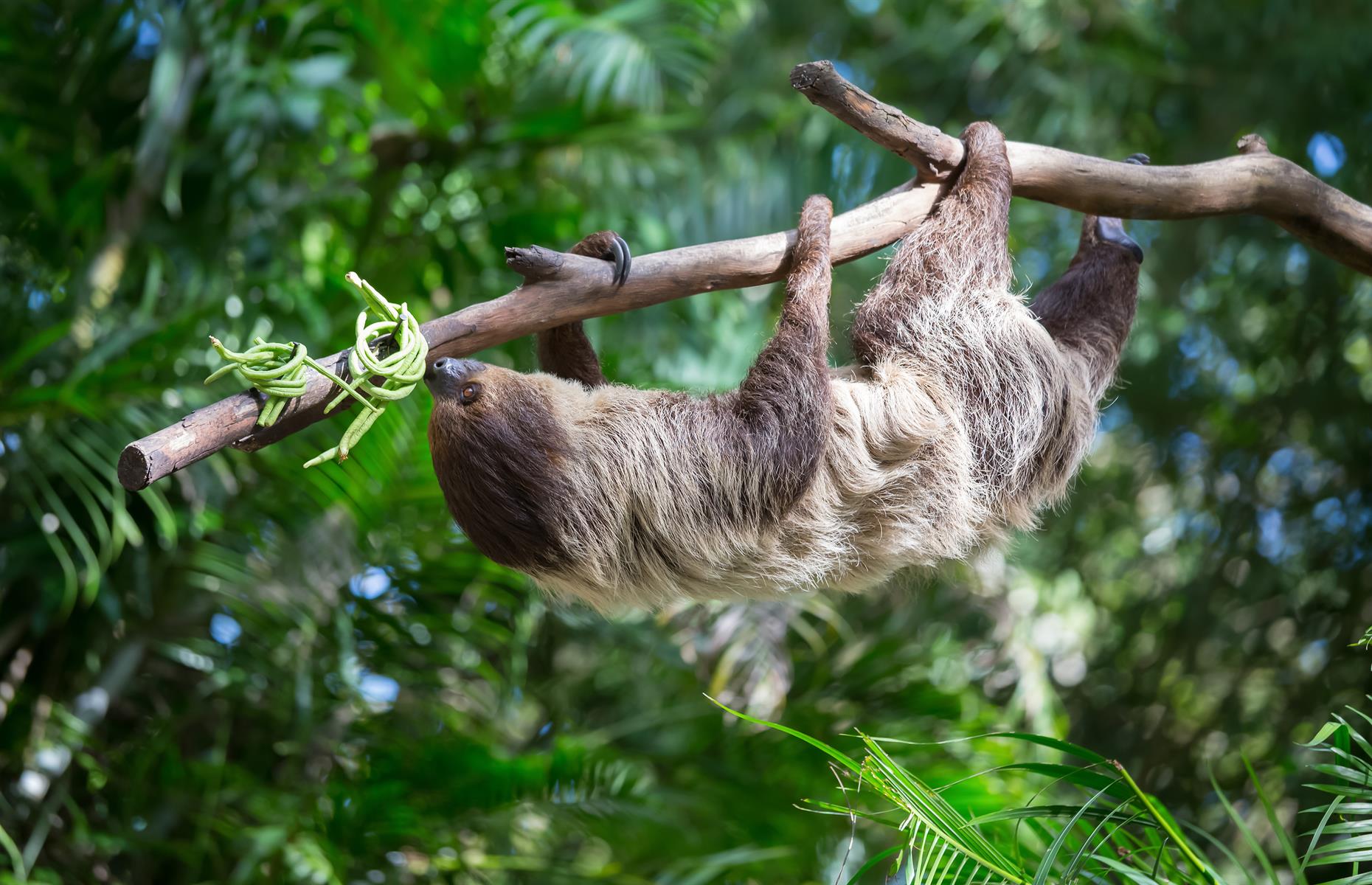 Sloths have very sluggish digestion