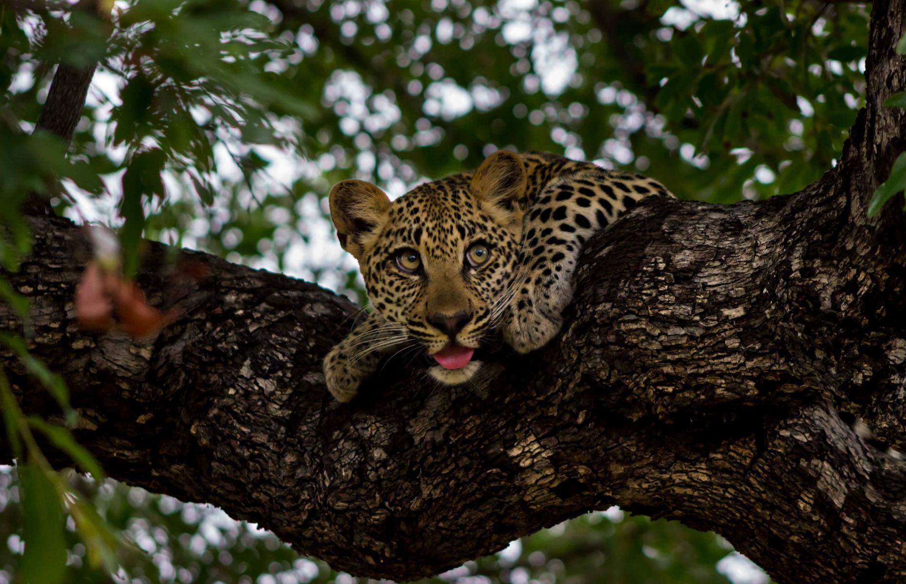 Ulusaba private game reserve, South Africa 