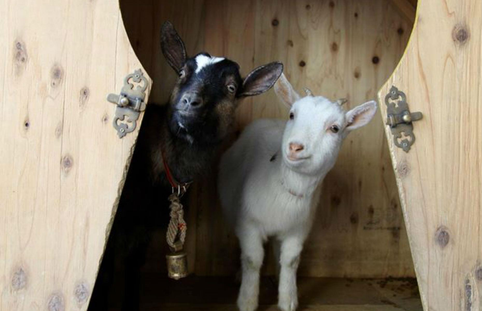 Sakuragaoka Goat Cafe, Tokyo, Japan