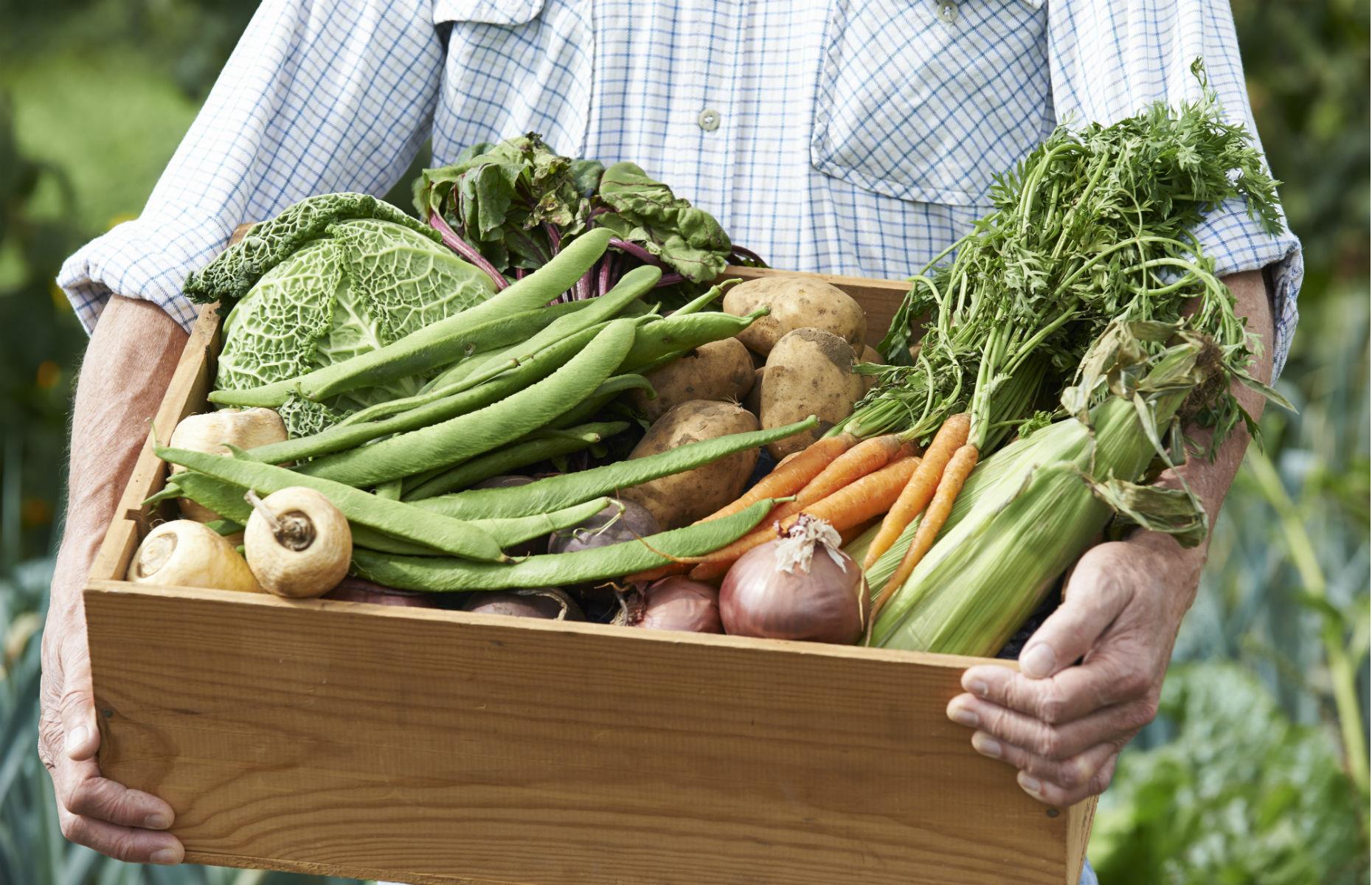 Grow produce in your garden