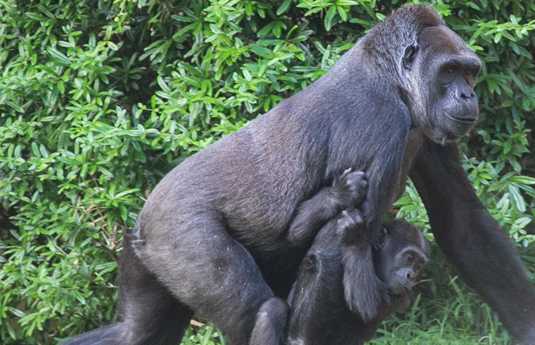 Smithsonian National Zoological Park, Washington DC