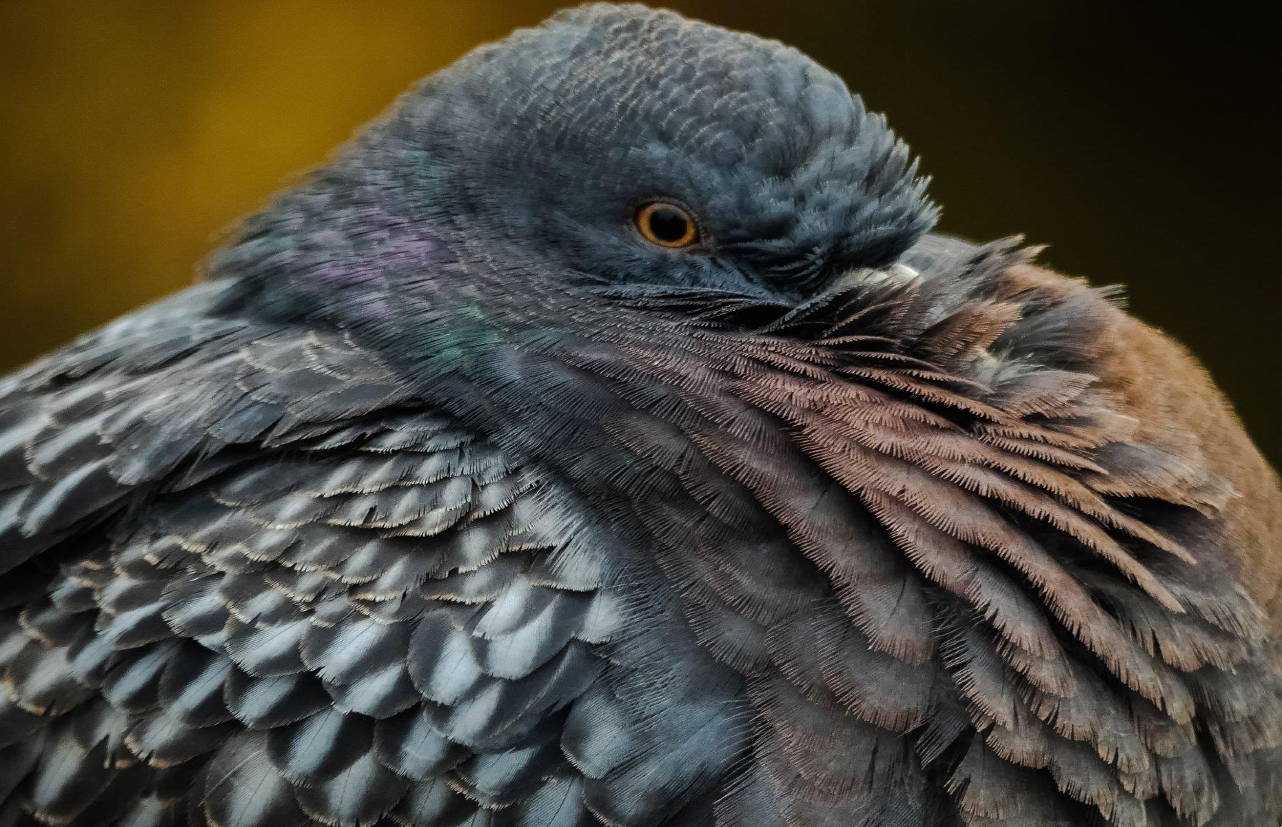 A pigeon tries to stay warm