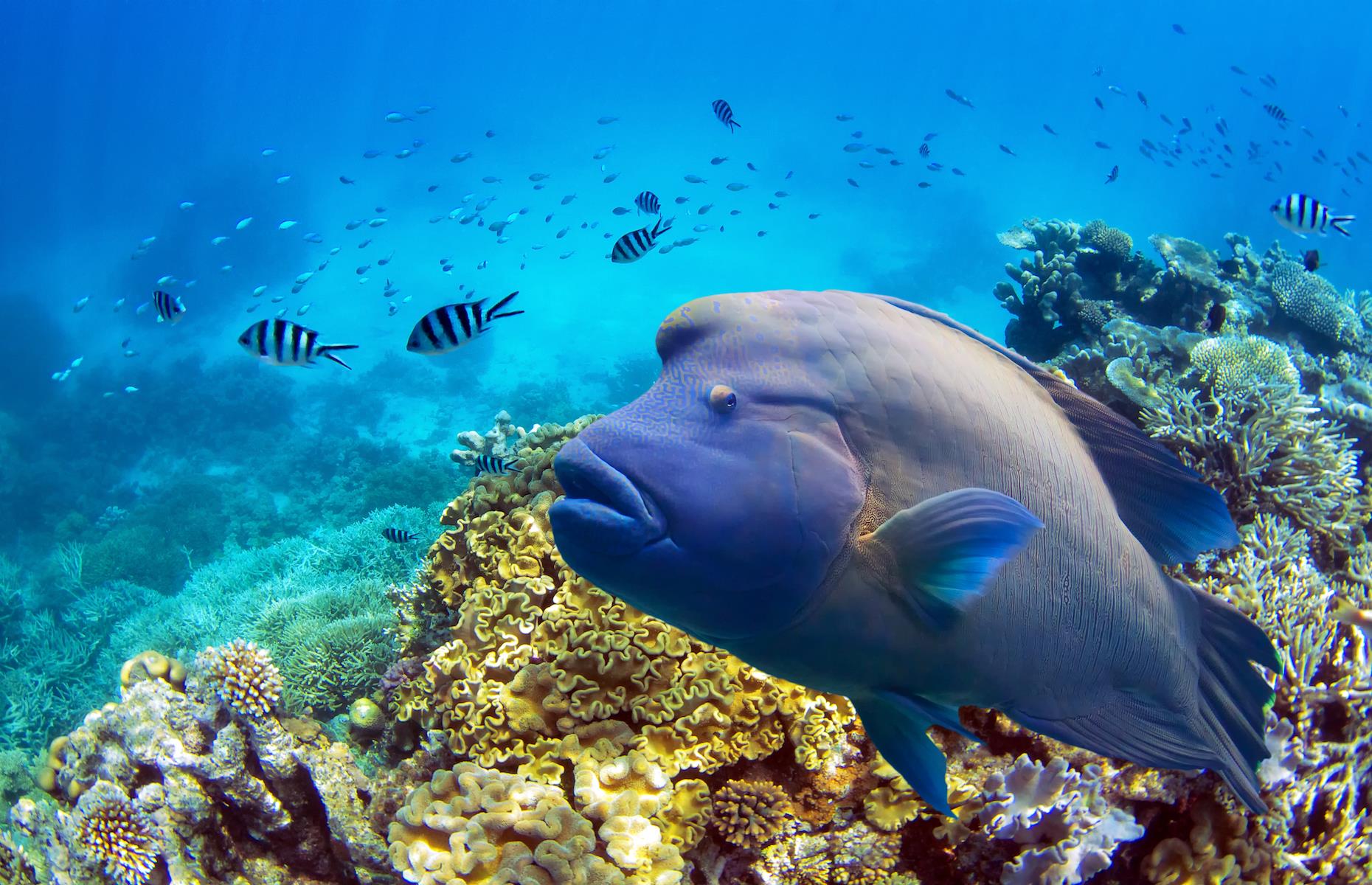 11. Spot the 'Great Eight', Great Barrier Reef, Queensland