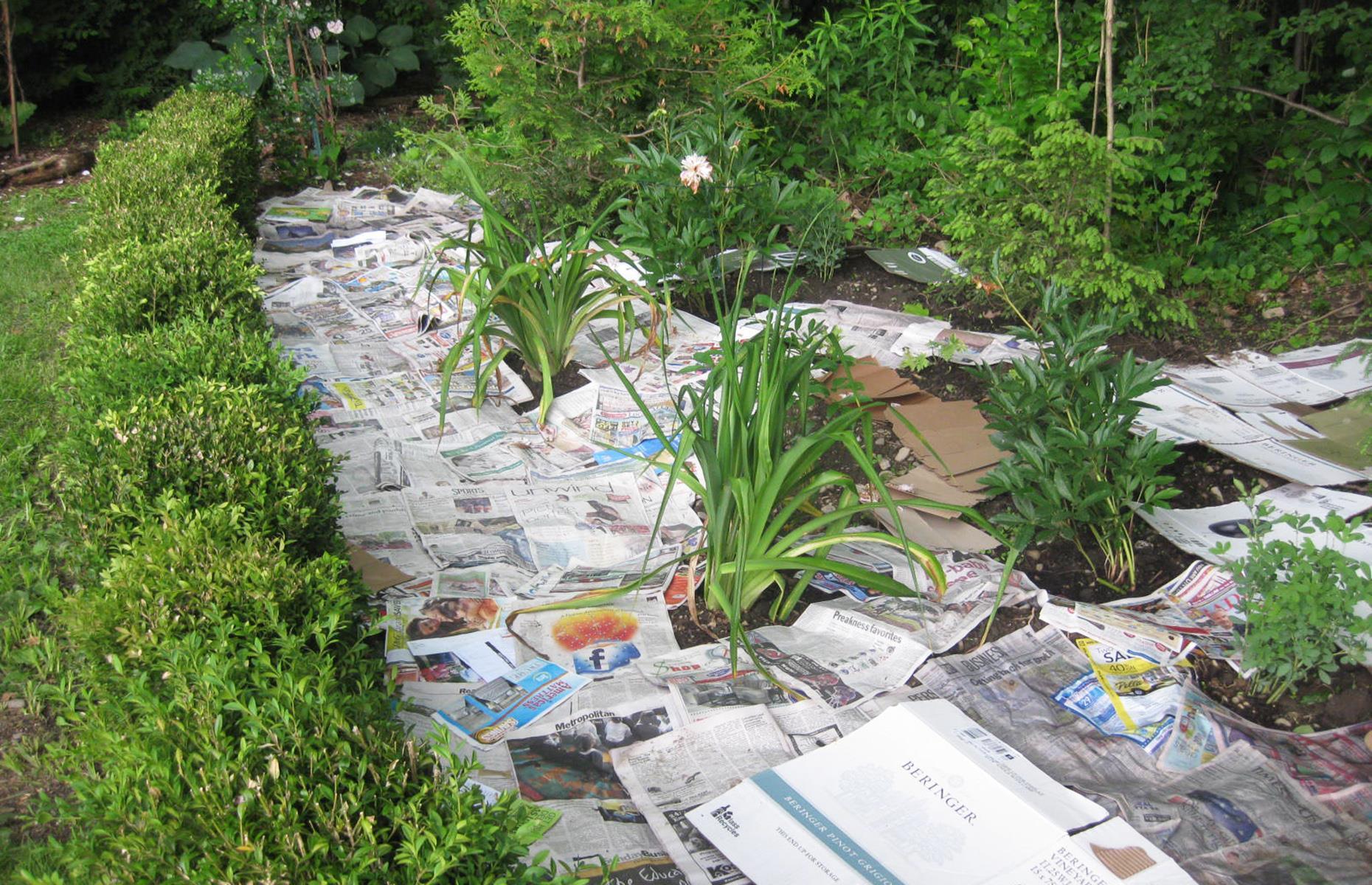 Use newspaper to kill weeds
