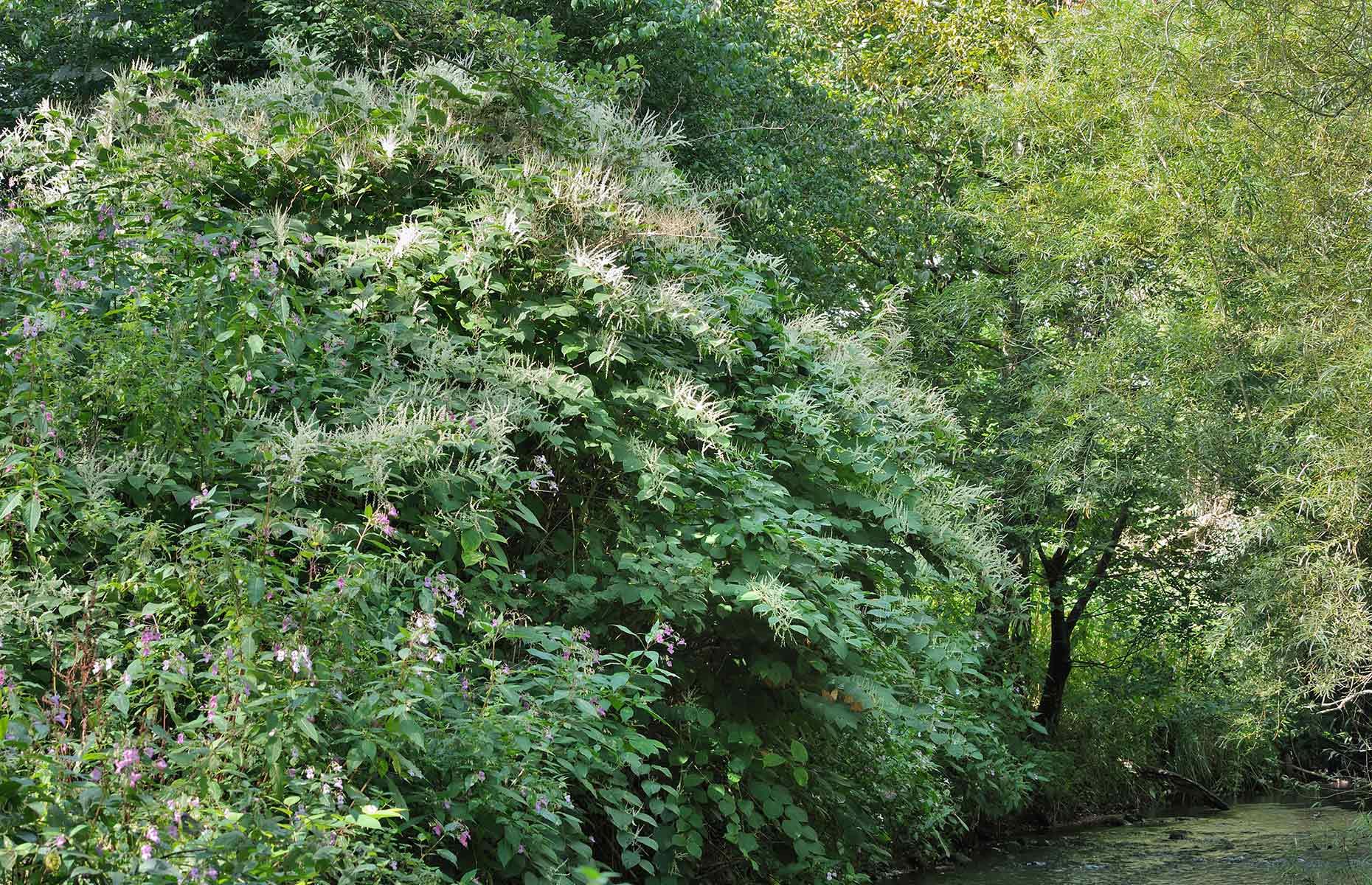 14. Monmouthshire (1.4 incidences per sq km)