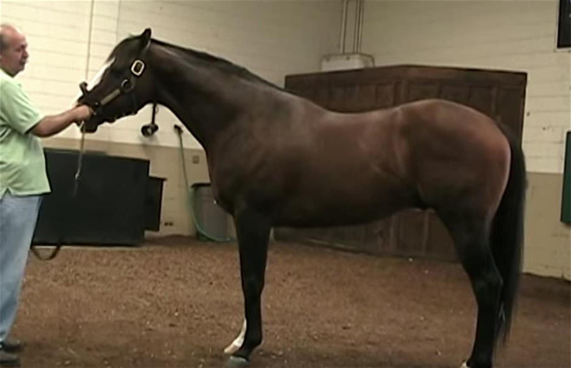 Green Monkey le cheval de course, 23,9 millions d'euros
