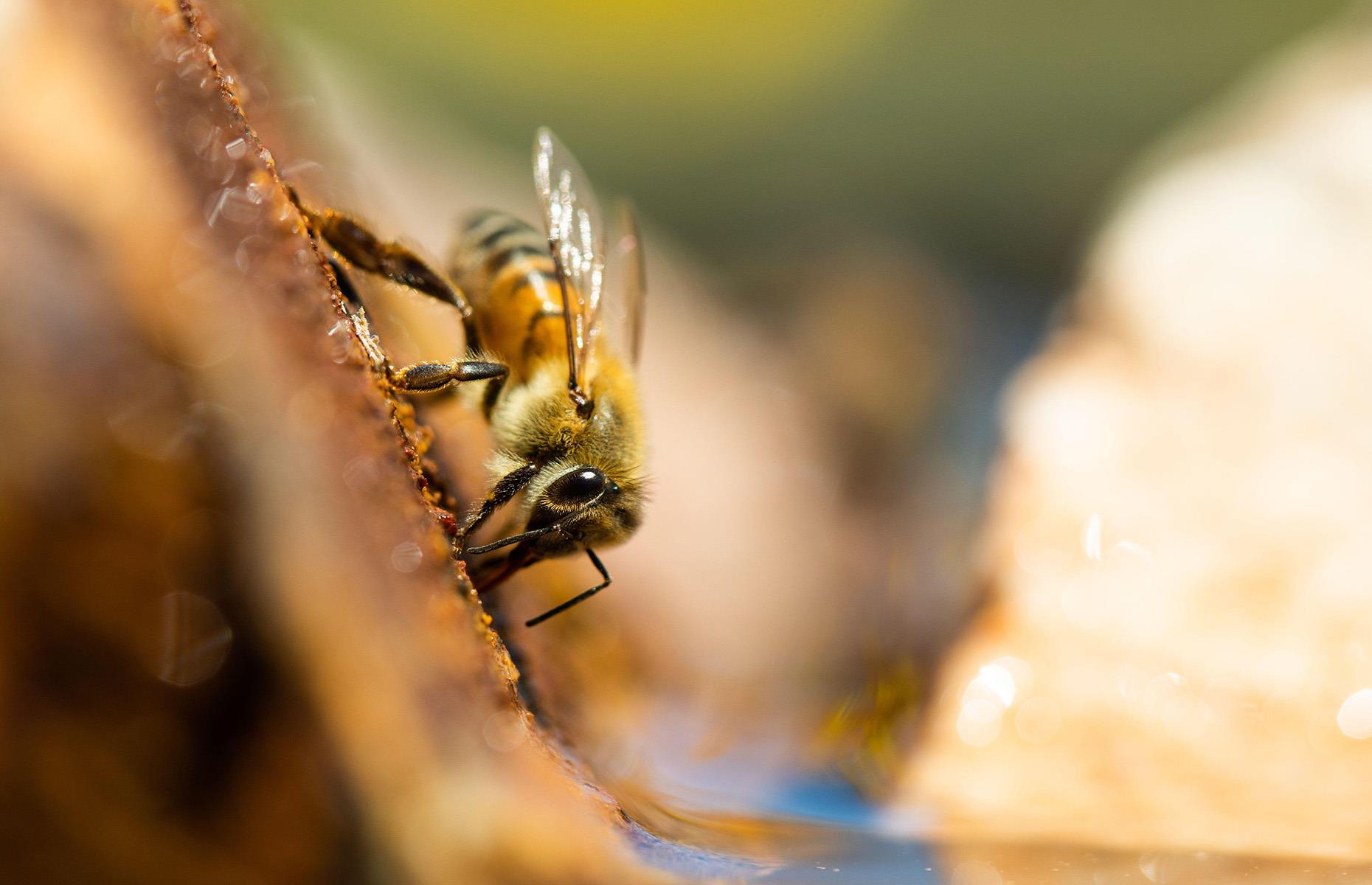 Africanized bee