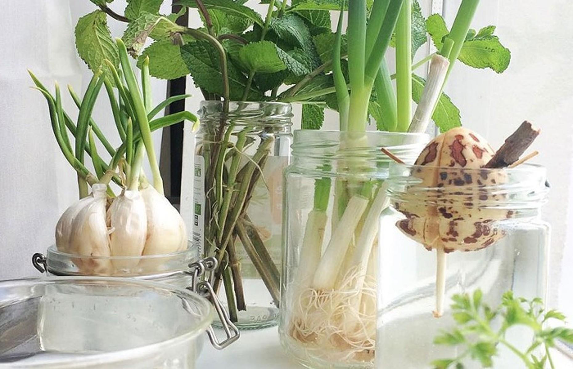 Grow fruit and veg from scraps
