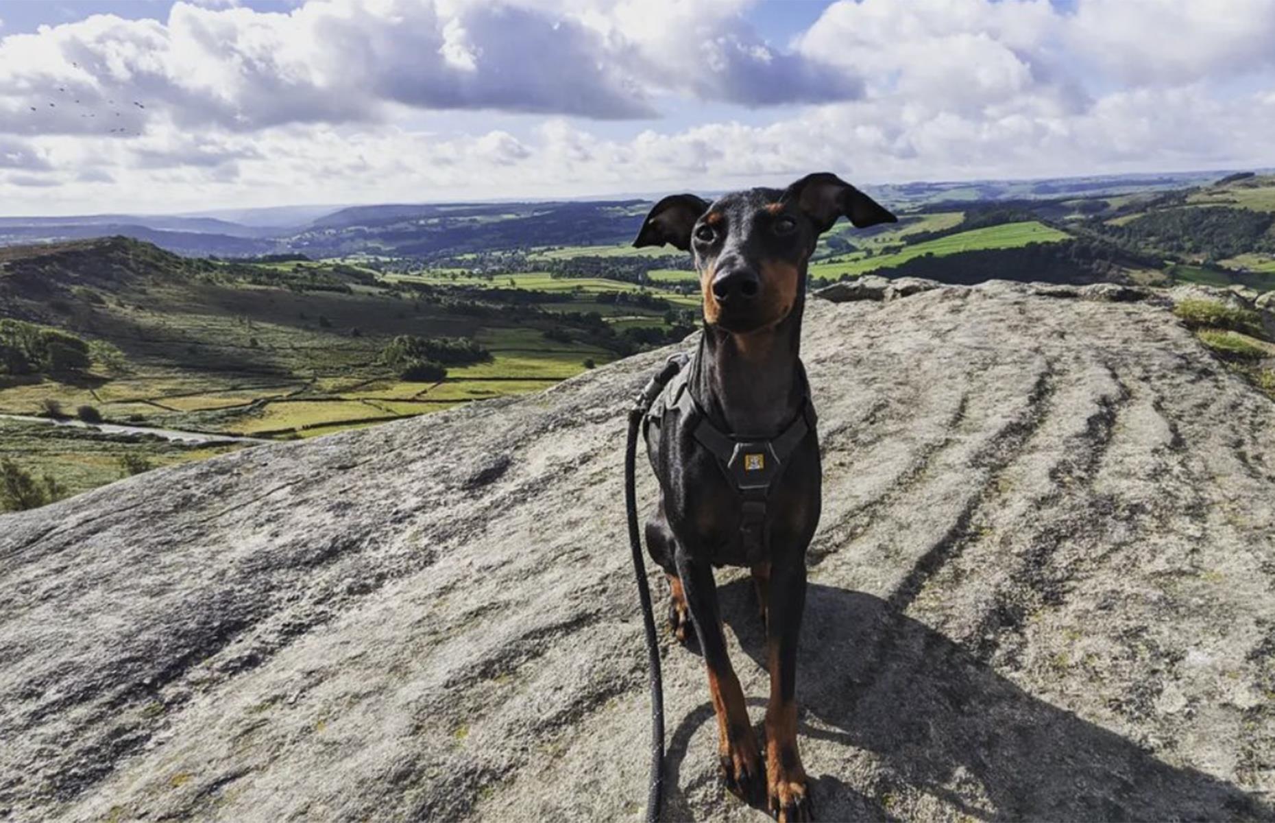 Arty the MT