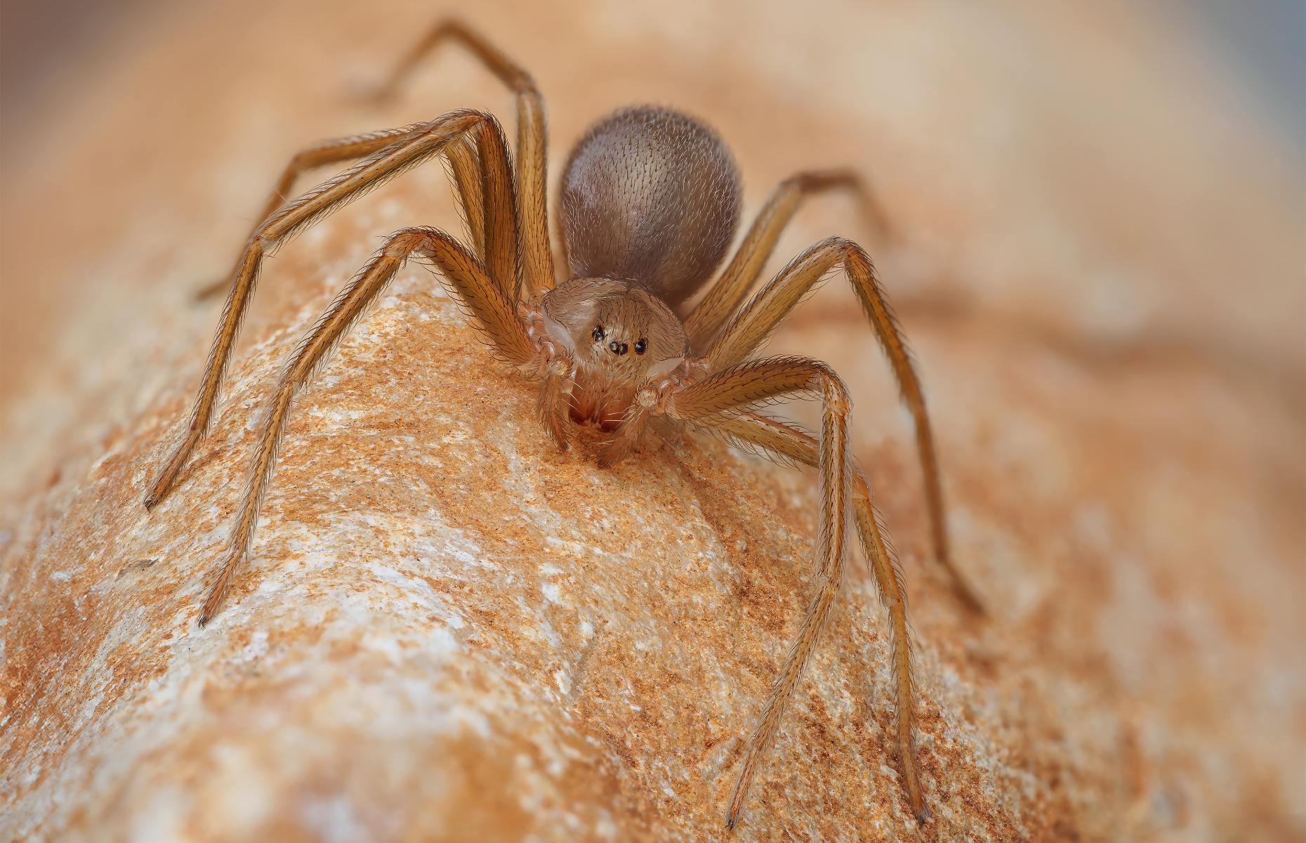 2. Mediterranean recluse spider