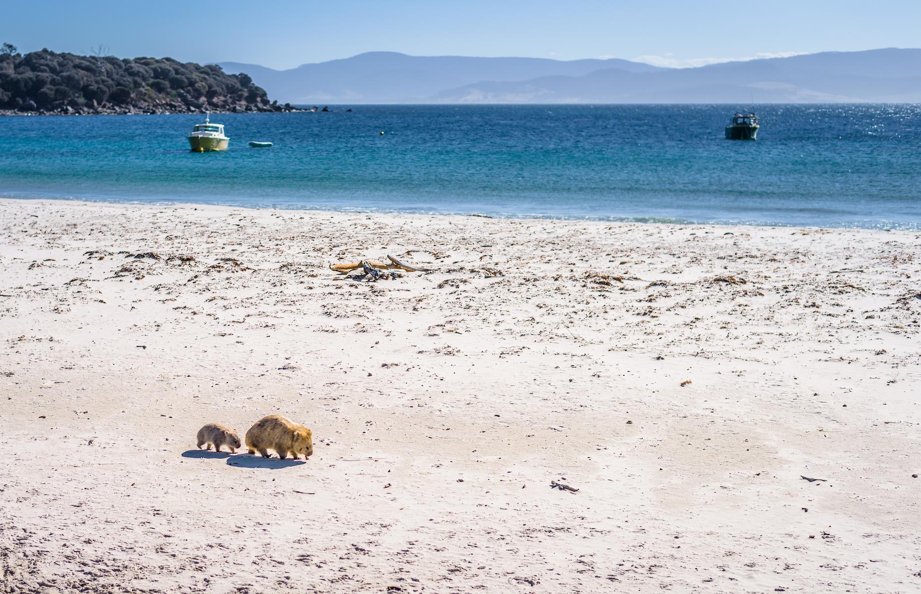 4. Walk with wombats, Maria Island, Tasmania