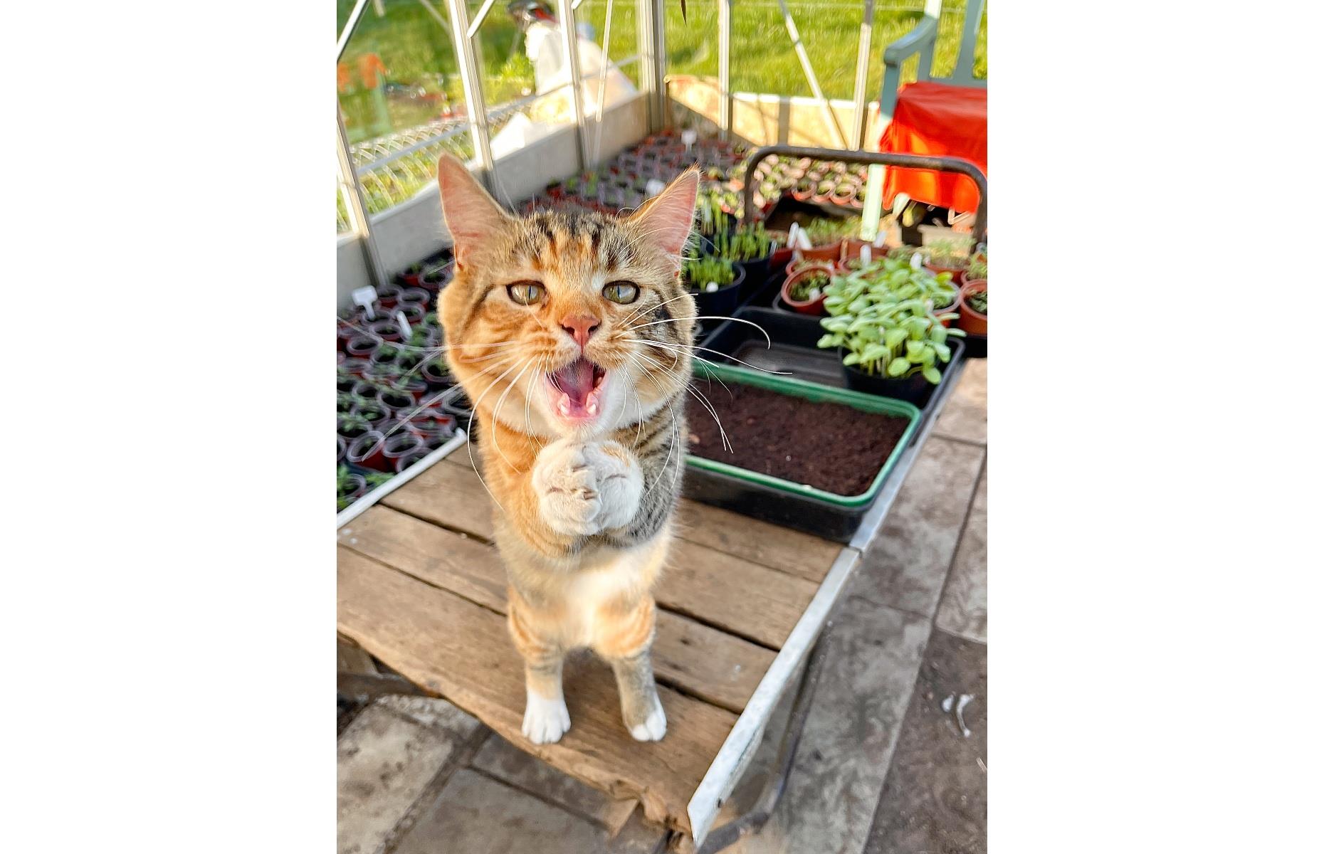Purr-etty pleeeaase!