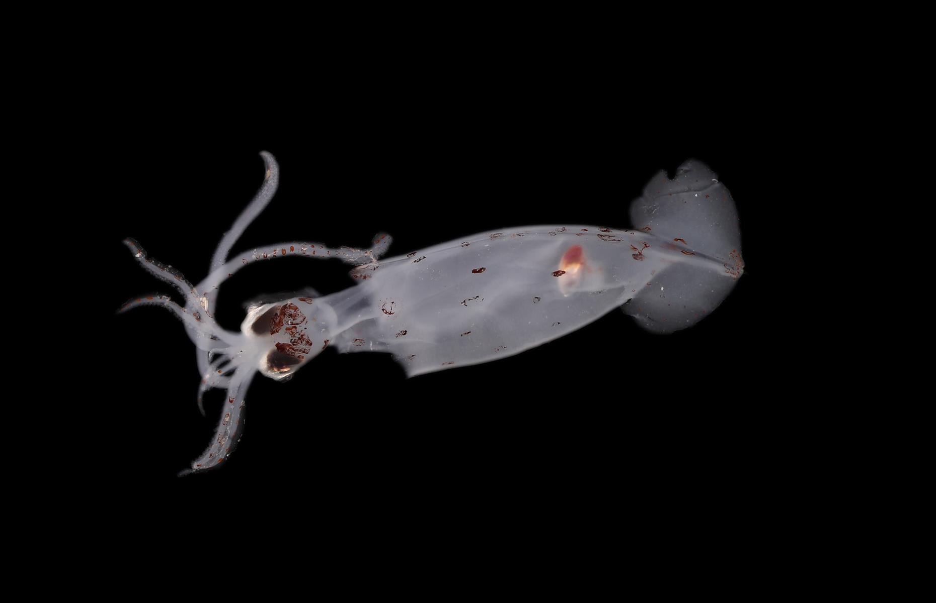 100 new species in the deep