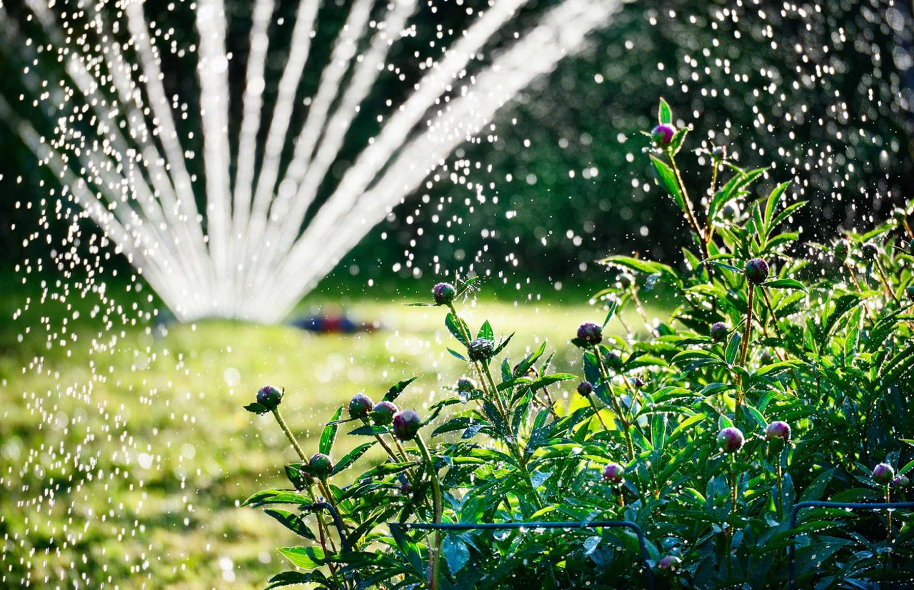 Watering too much, or too little