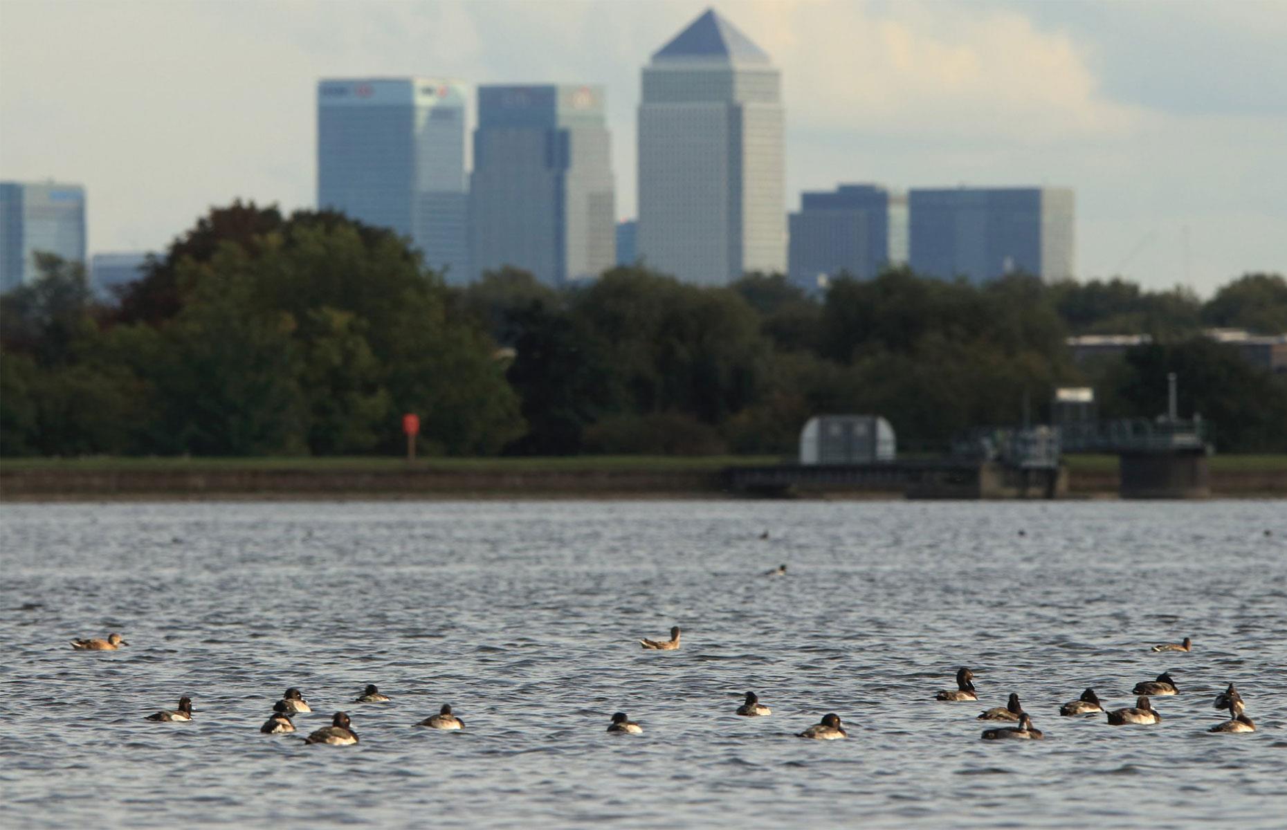 Walthamstow Wetlands, London, England