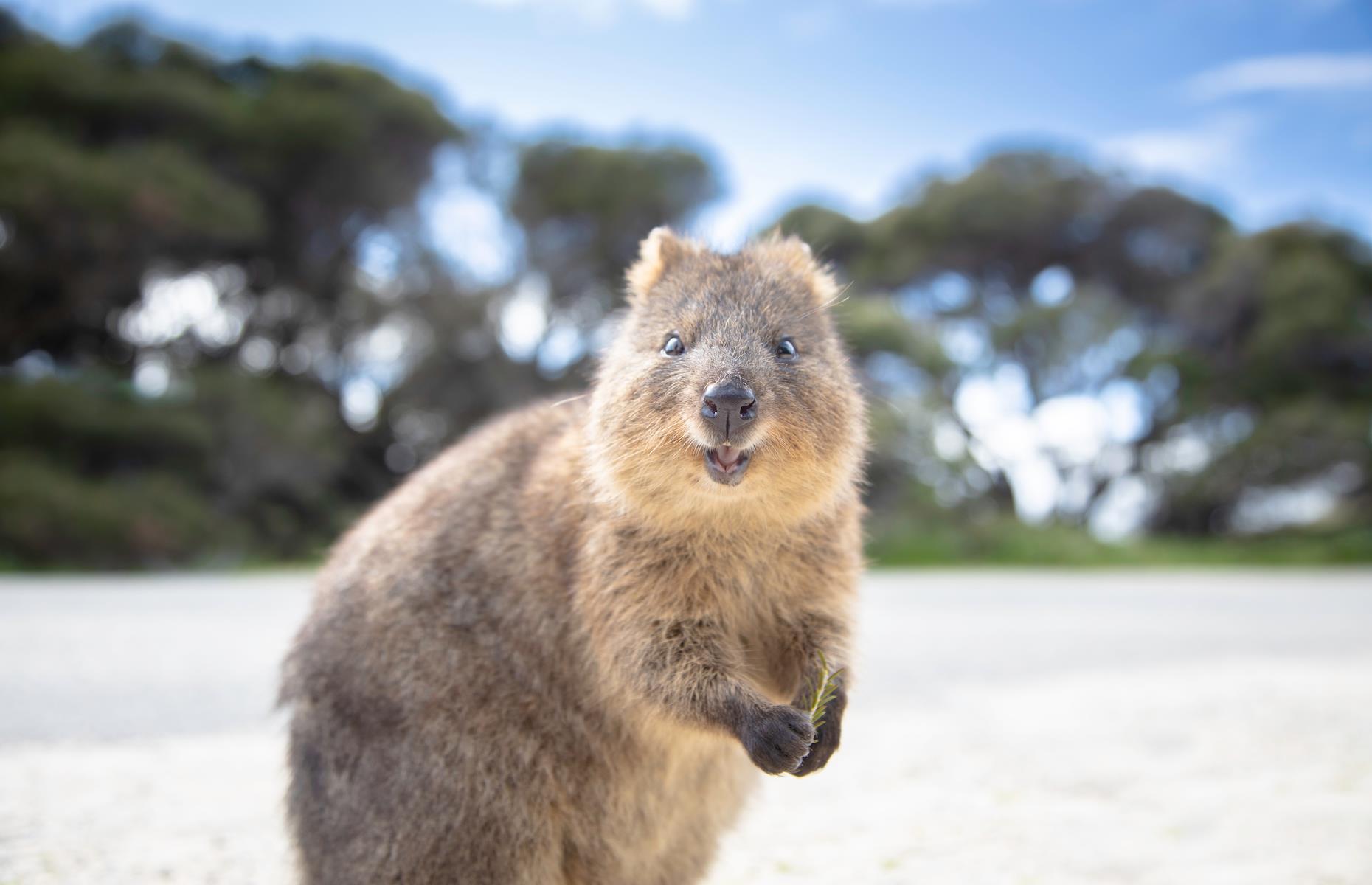 1. Snap smiley quokkas, Rottnest Island, Western Australia