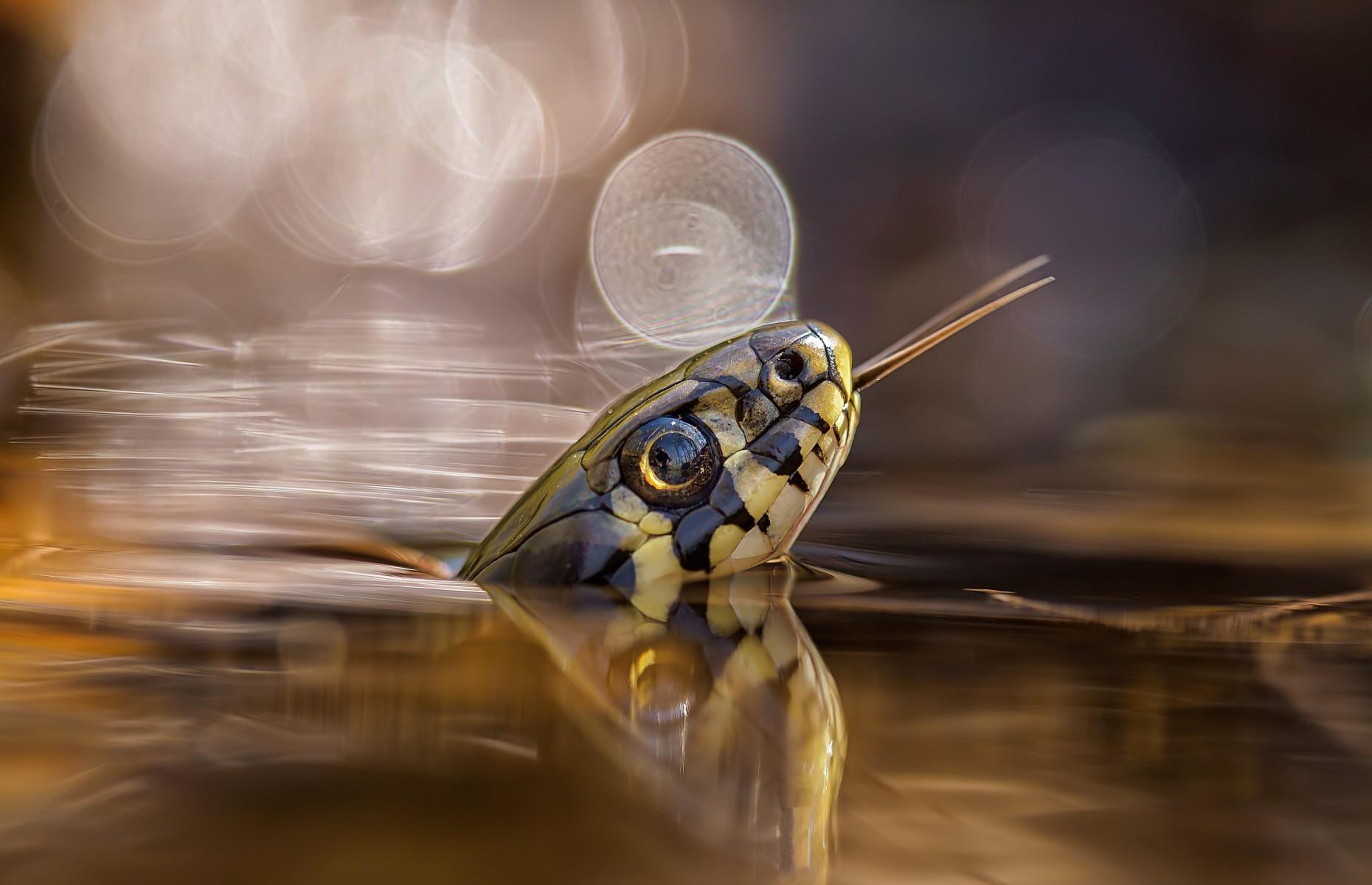 A swimming snake