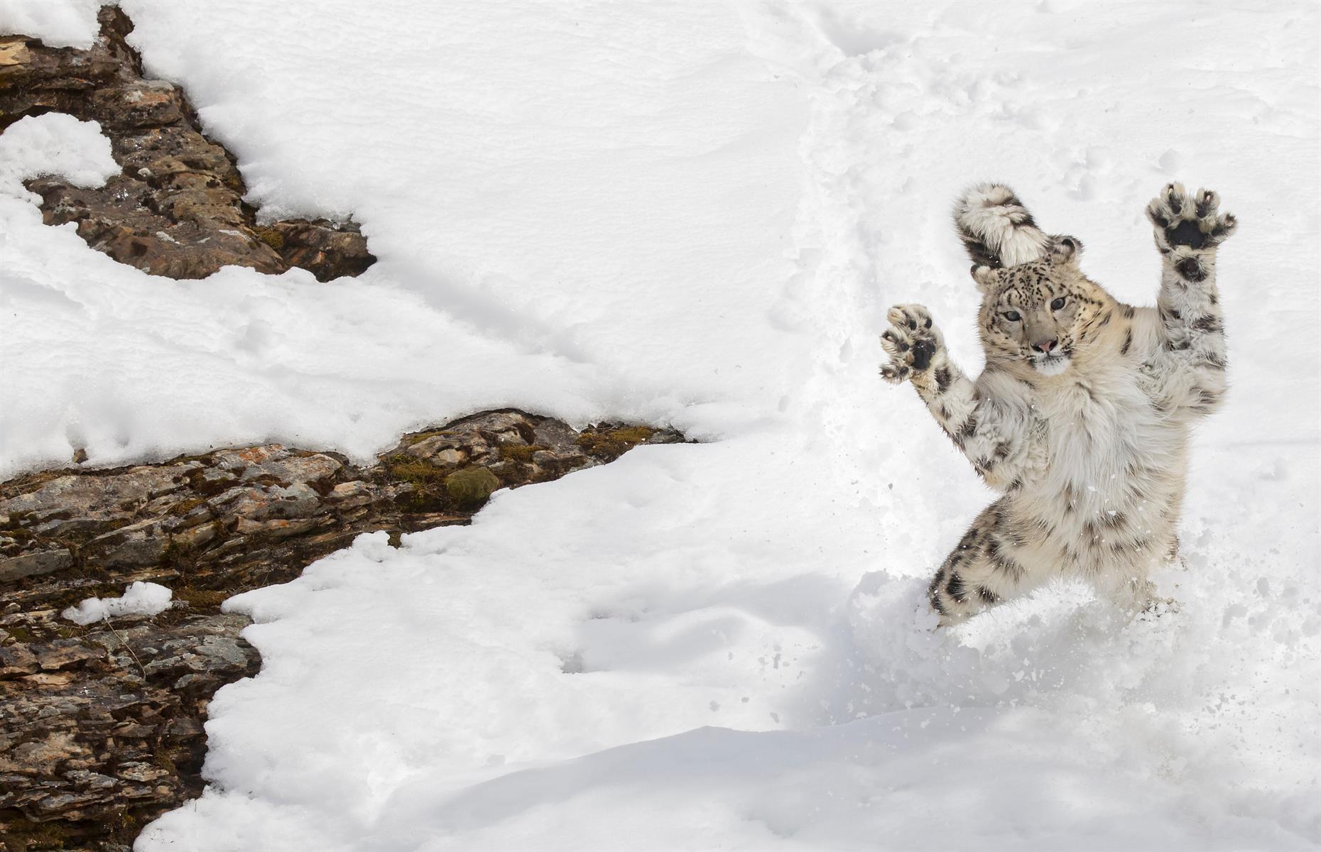 Snow leopards can jump nearly 30 feet