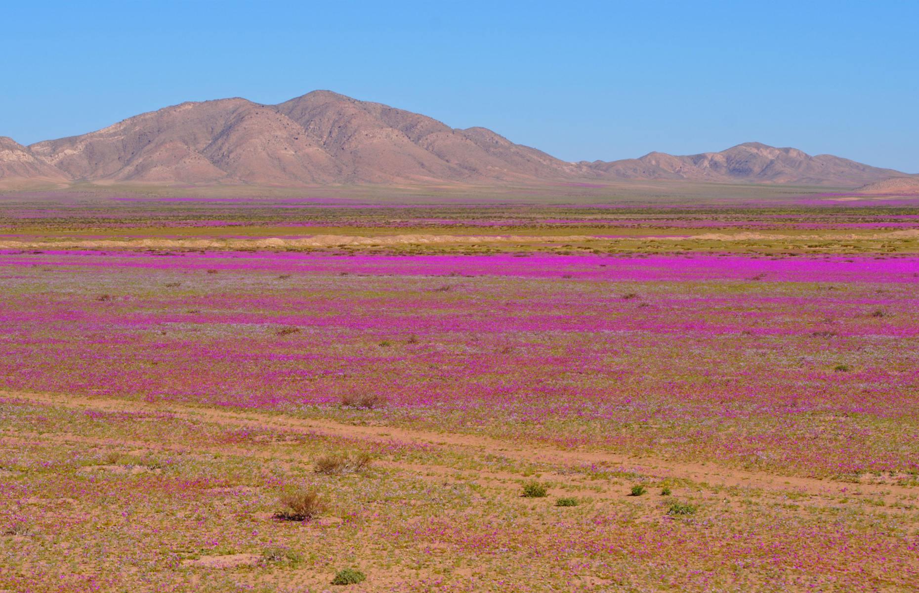 Bright purple flowers bloom in the Atacama Desert
