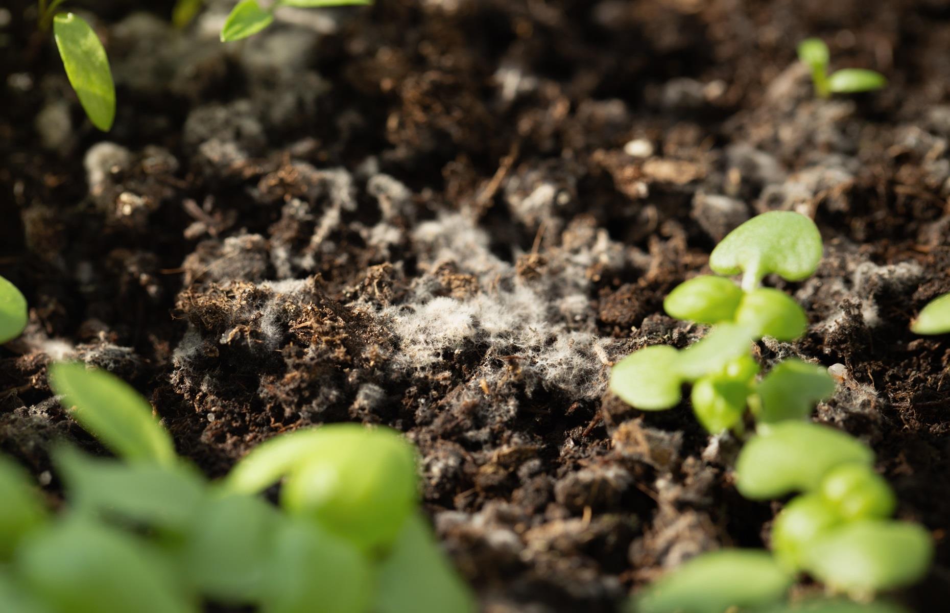 Why is garden mould a bad thing?