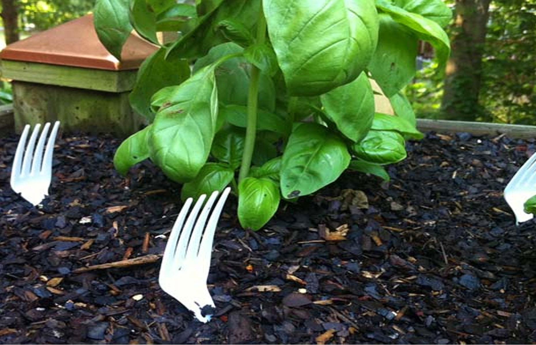 Protect with plastic forks