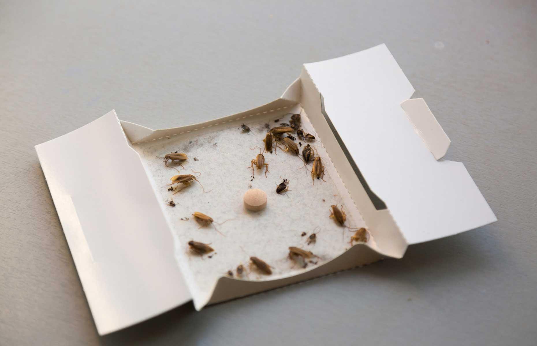 Cockroaches: treatment