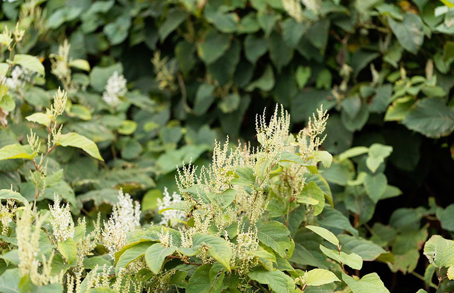 Destructive or invasive plants
