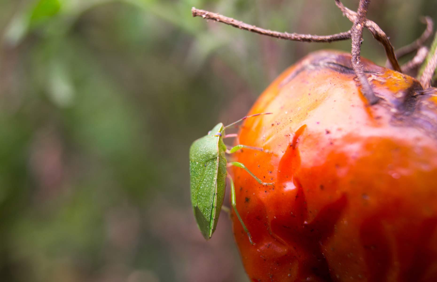 Pest: southern green shield bug