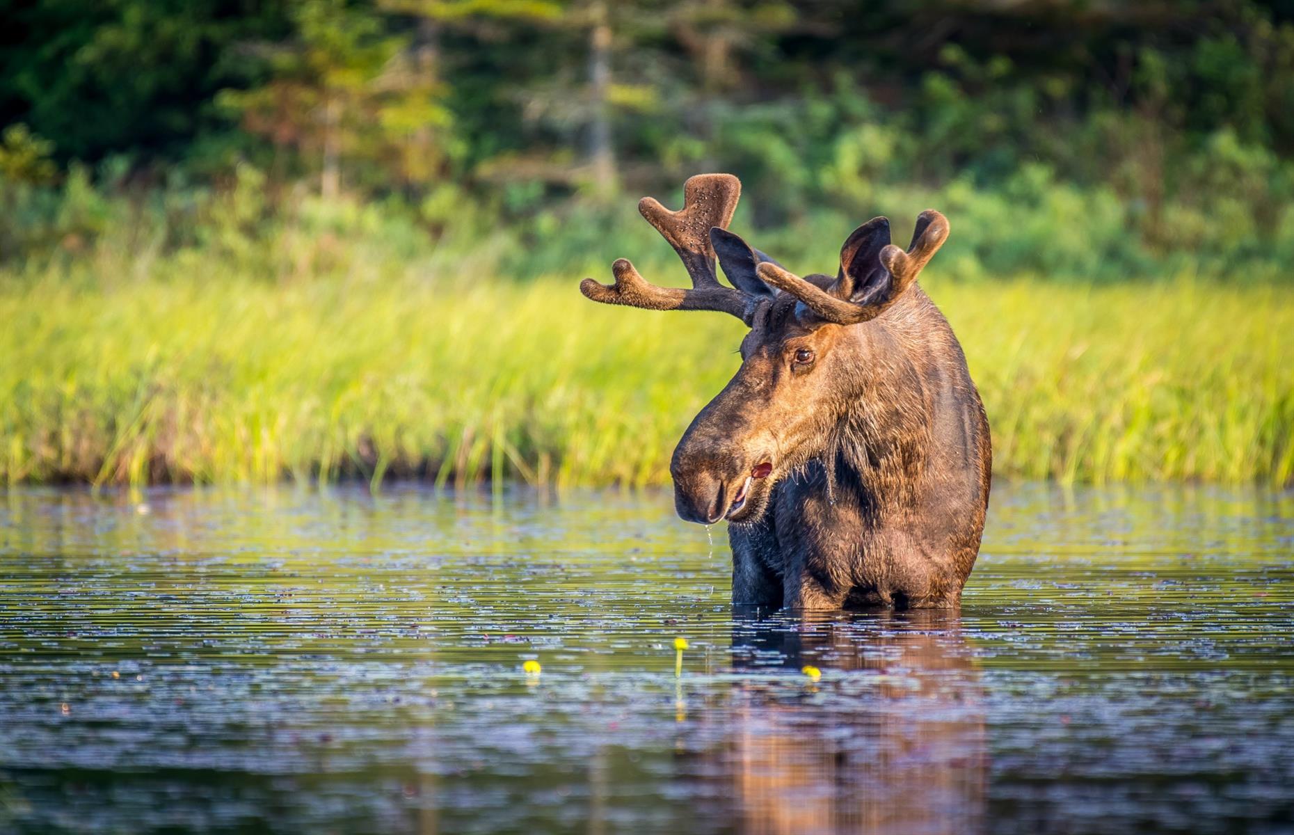 Algonquin Provincial Park, Ontario