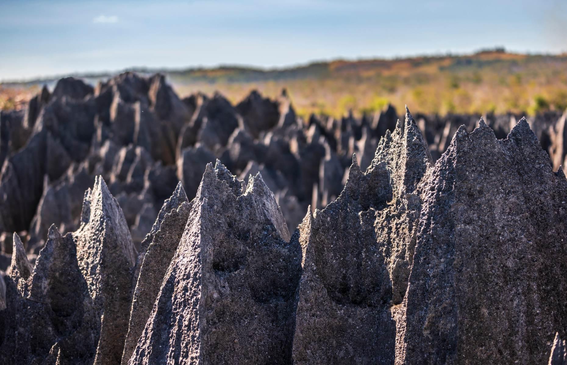 Andrefana Dry Forests, Madagascar
