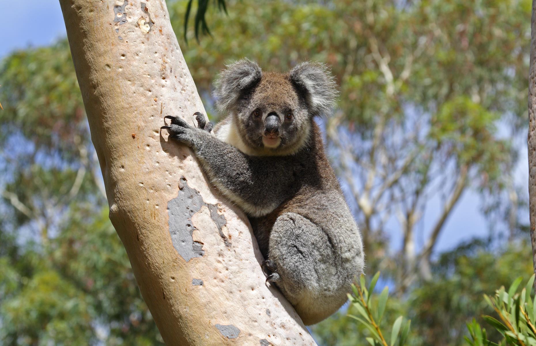Кенгуру и коала. Остров коала в Австралии. Популяция коал 2021. Вомбатовые. Коала остров