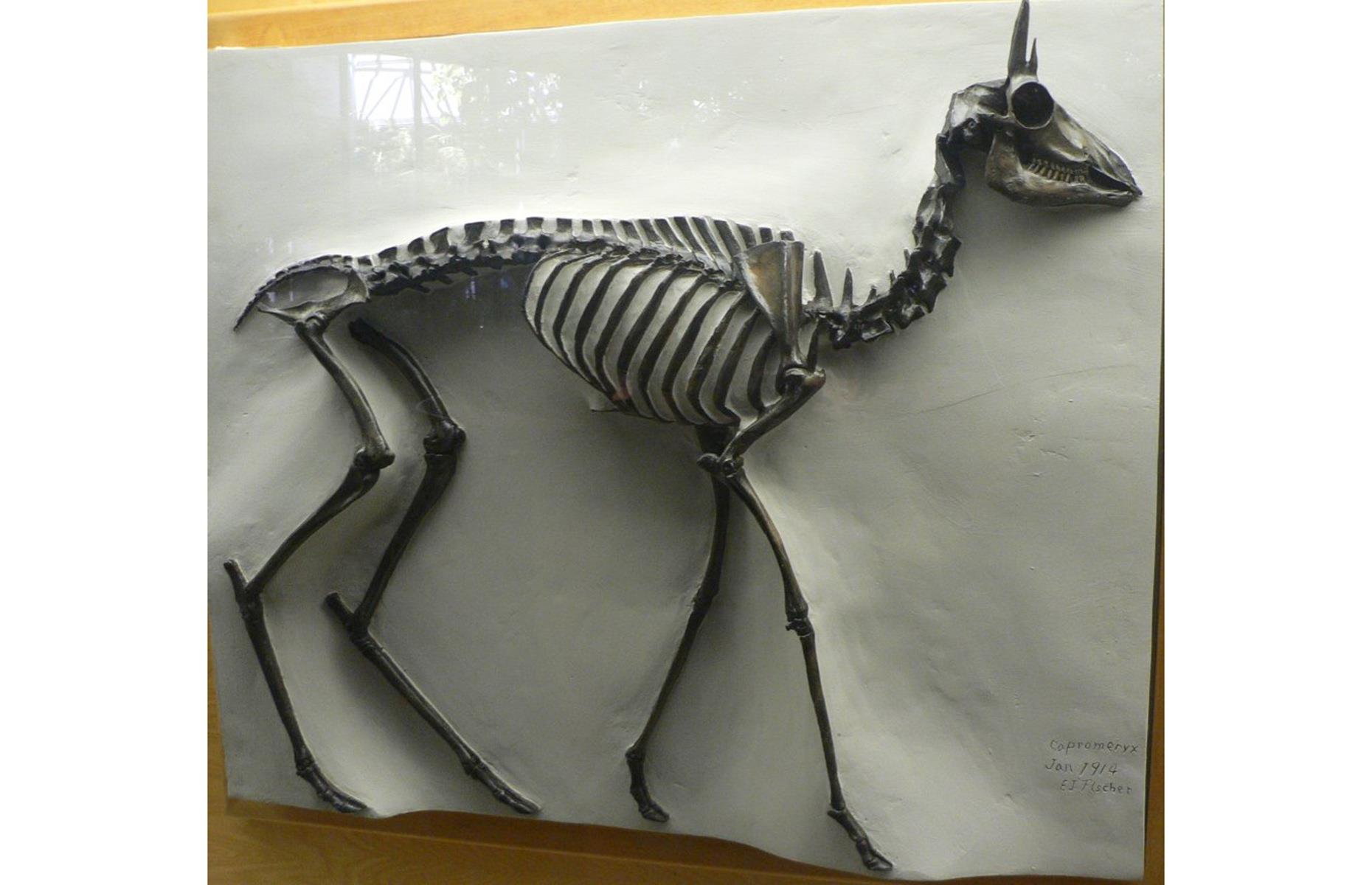Dwarf pronghorn