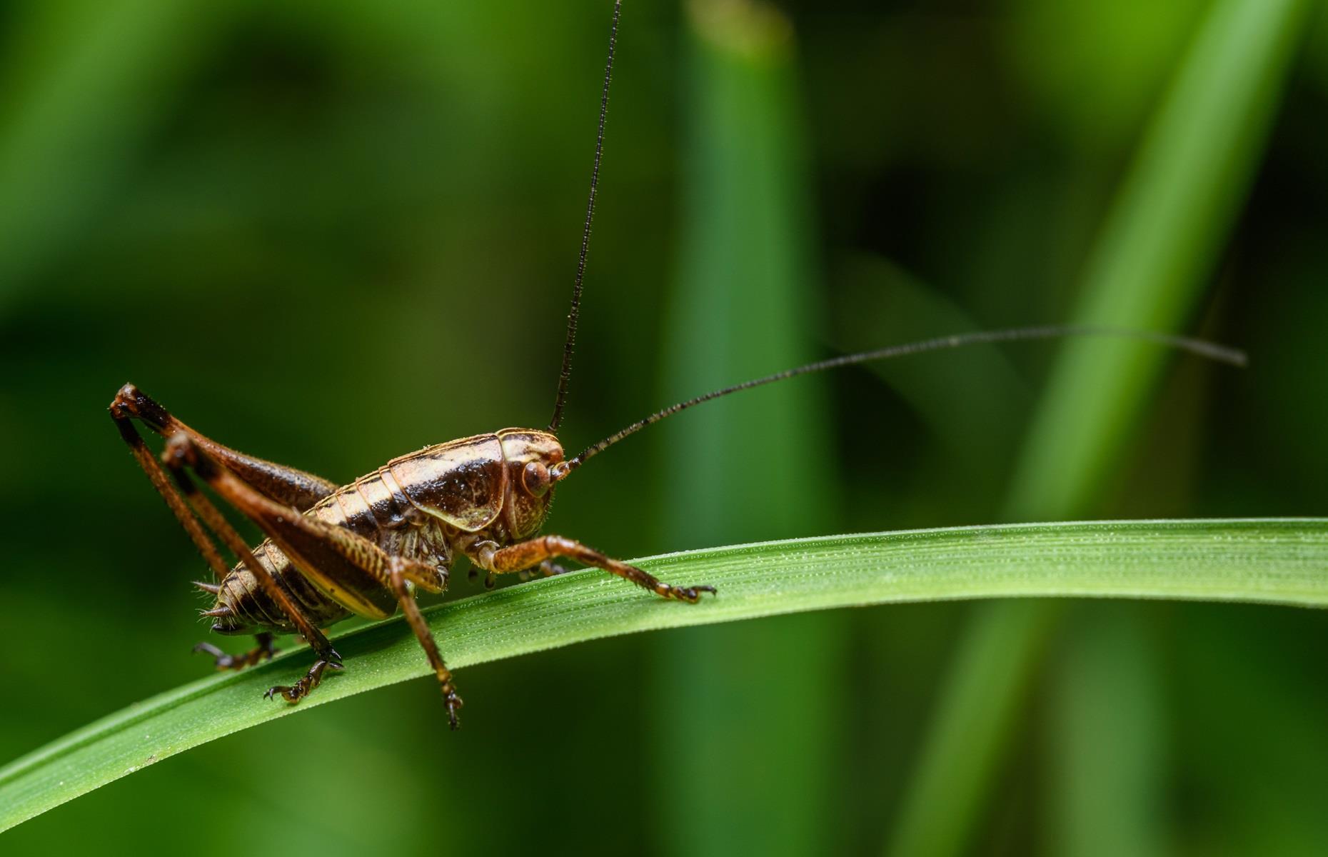 How to get rid of grasshoppers and crickets legally