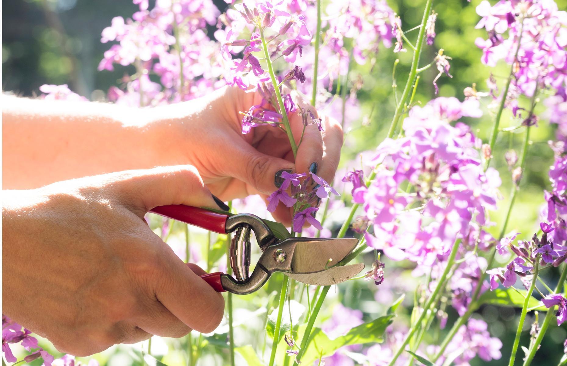 Take softwood cuttings