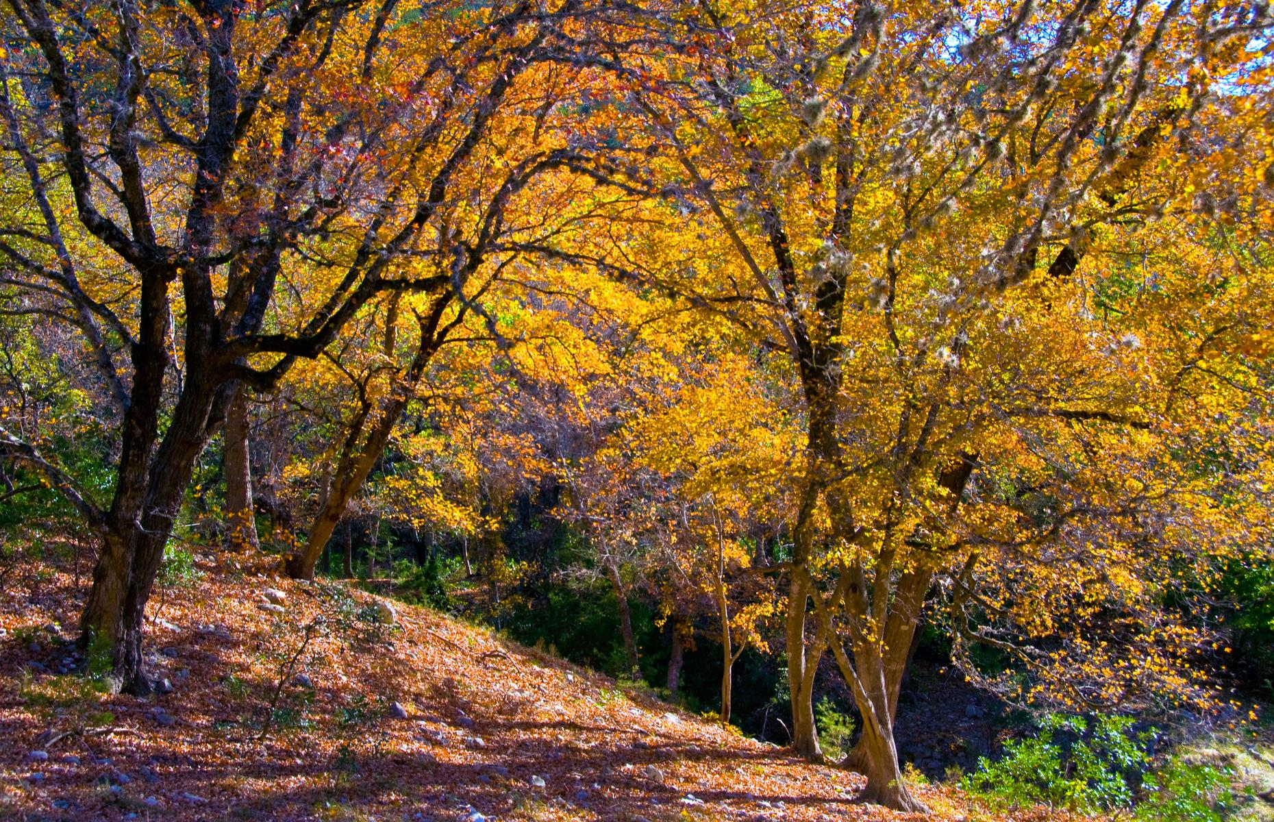 Lost Maples State Natural Area, Texas