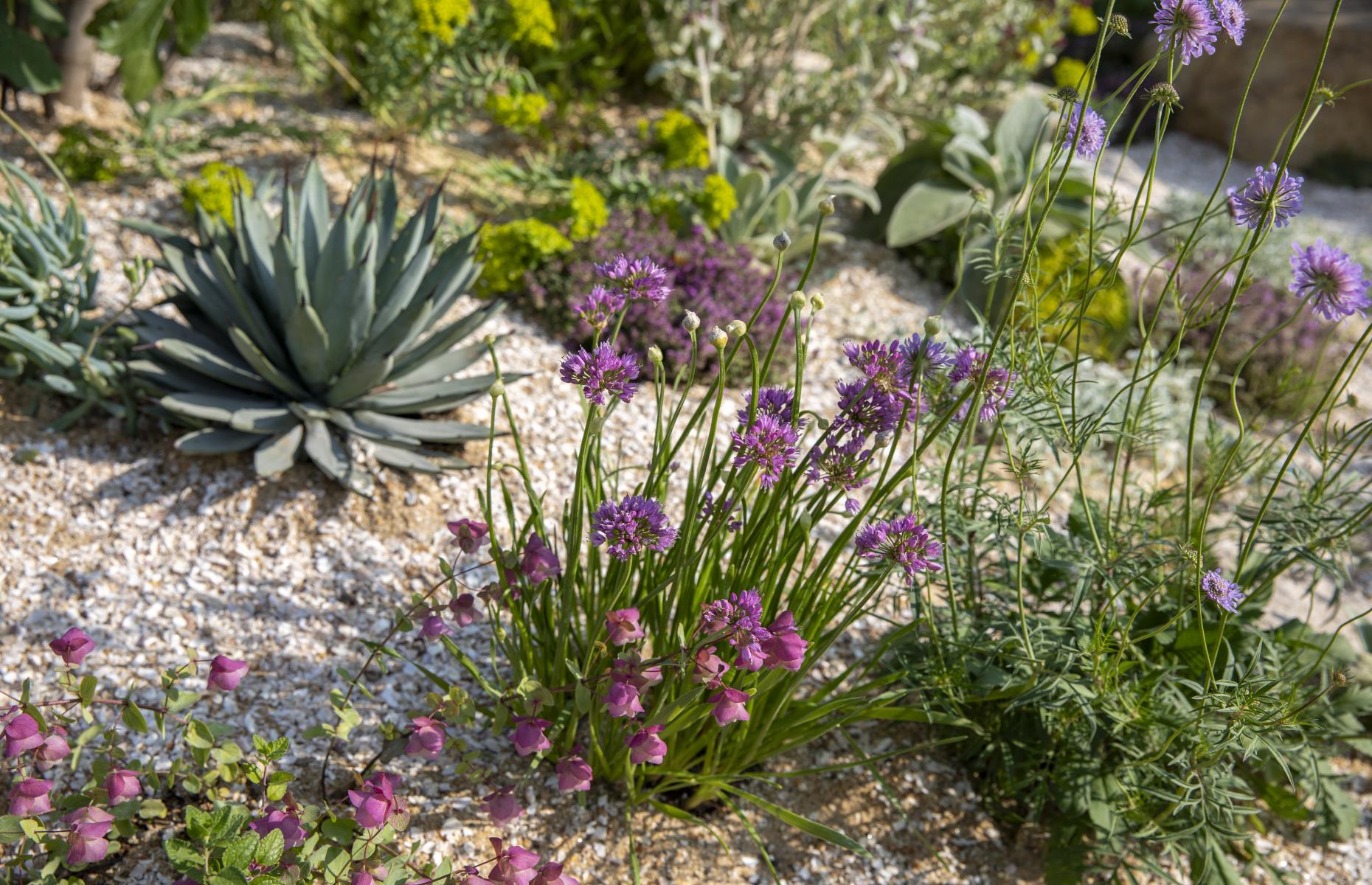 Xeriscaping