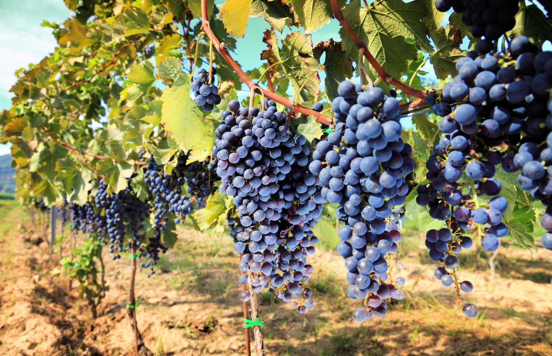 17. Wine
