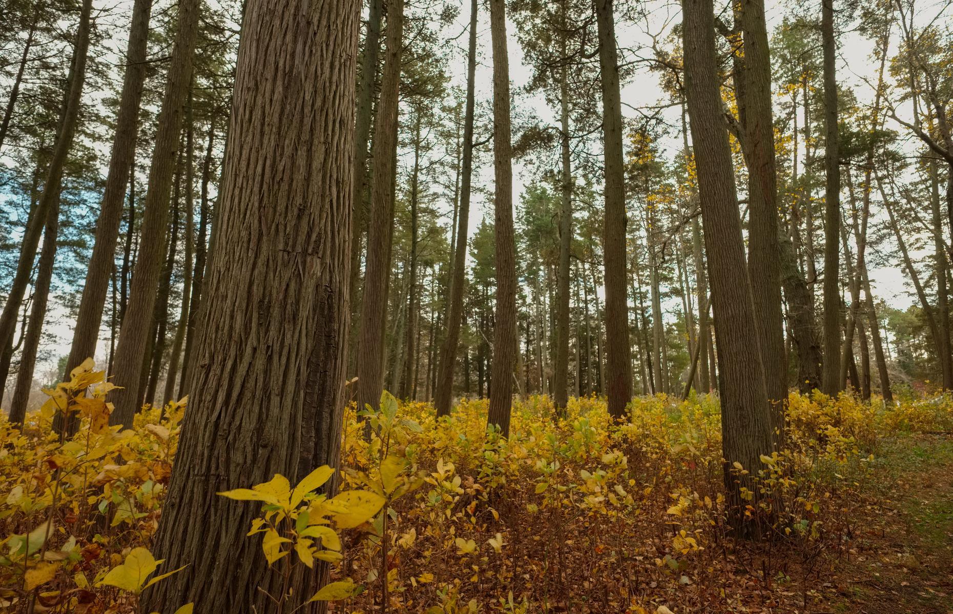 New Jersey: Pine Barrens