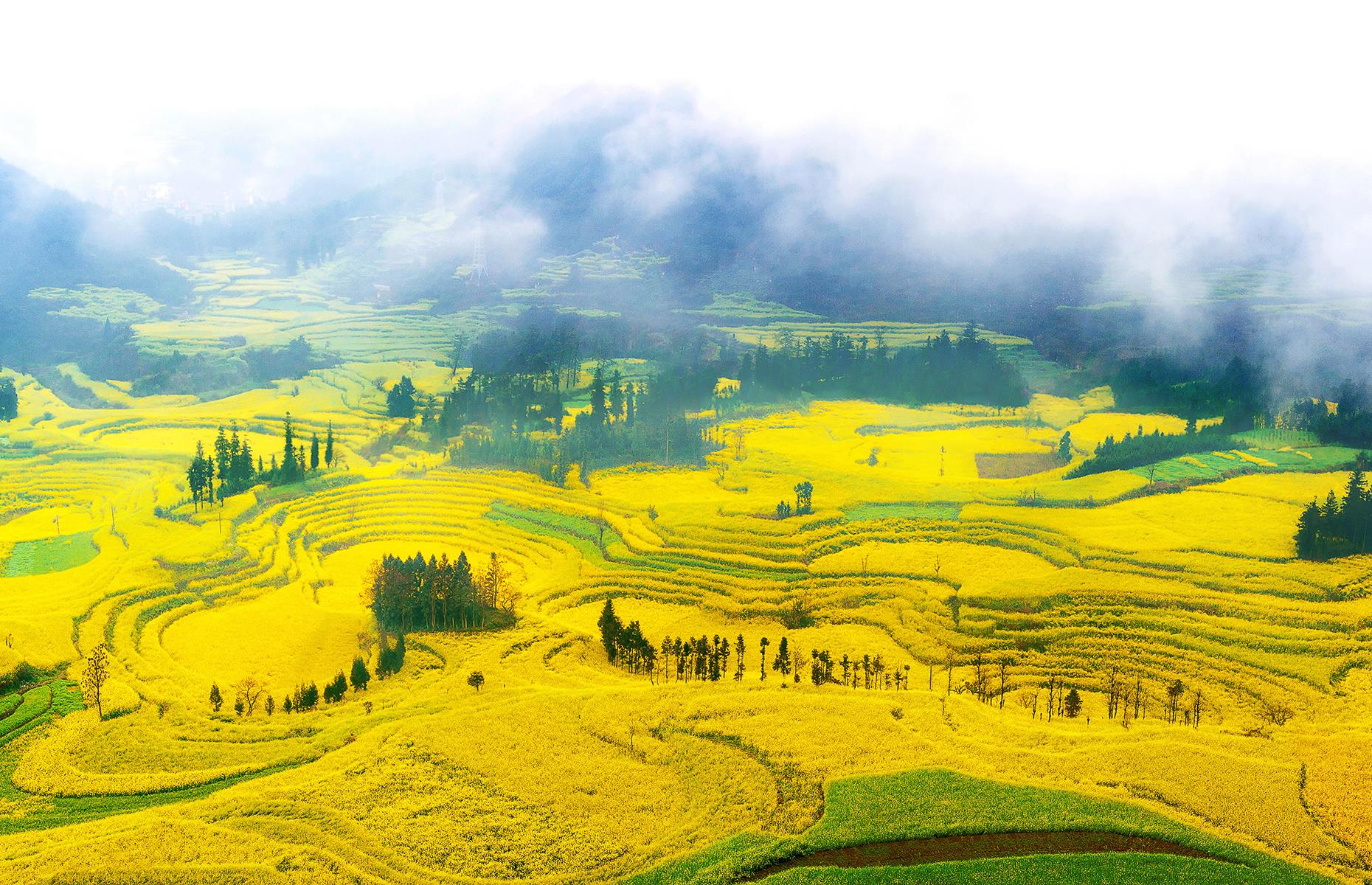 Blooming canola flowers, Luoping, China