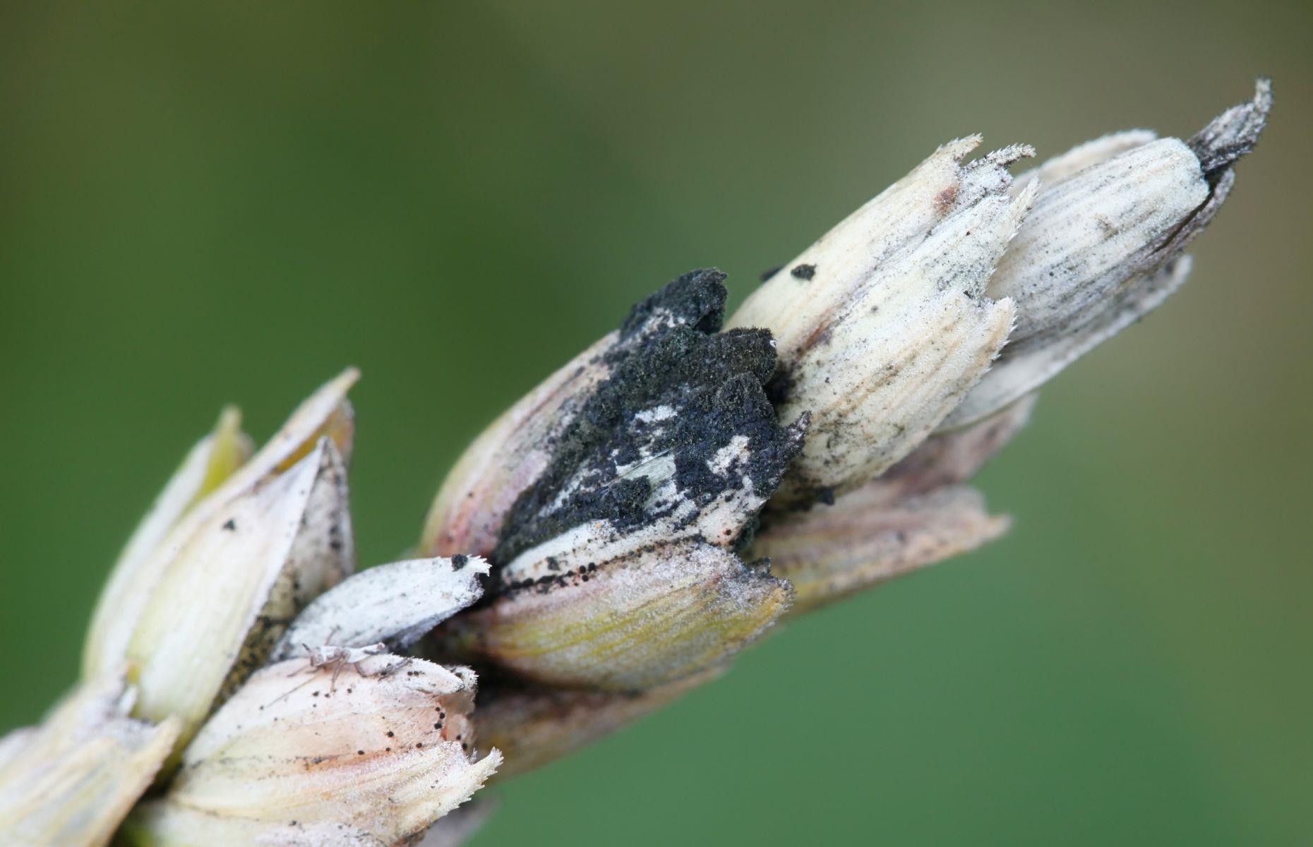 Type of mould: Cladosporium