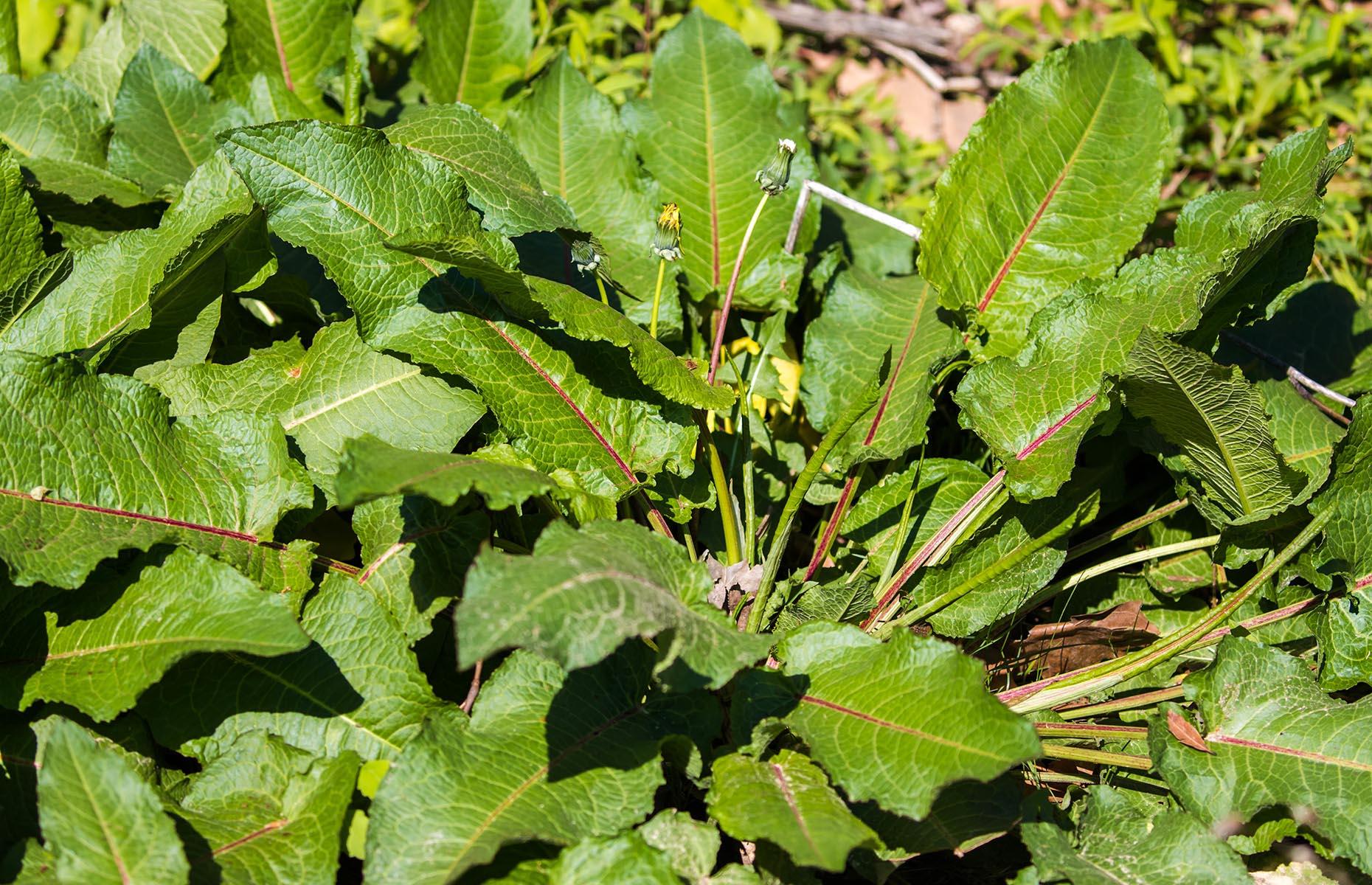 Broad-leaved dock (Rumex Obtusifolius)