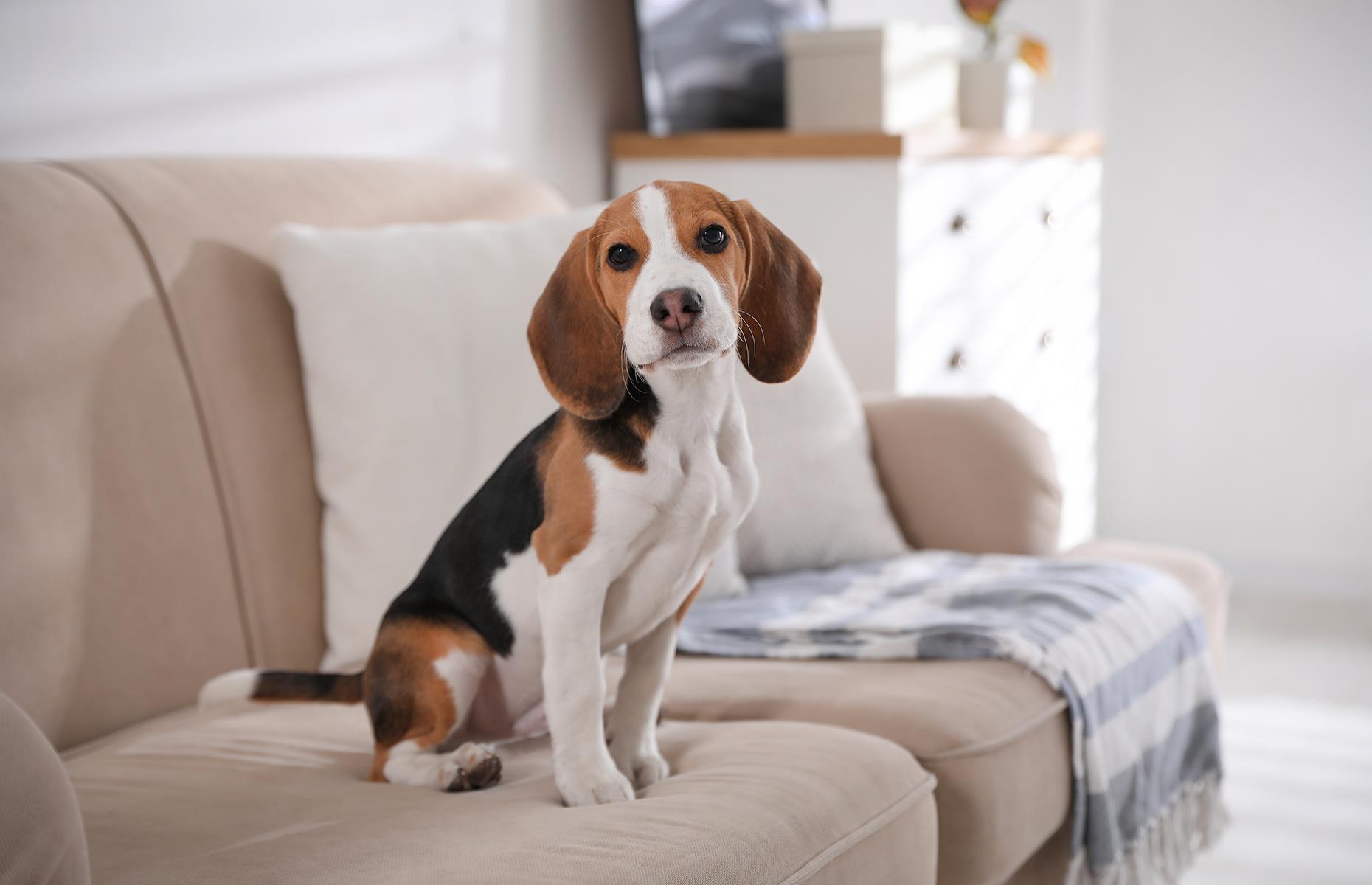 No pets on the furniture 